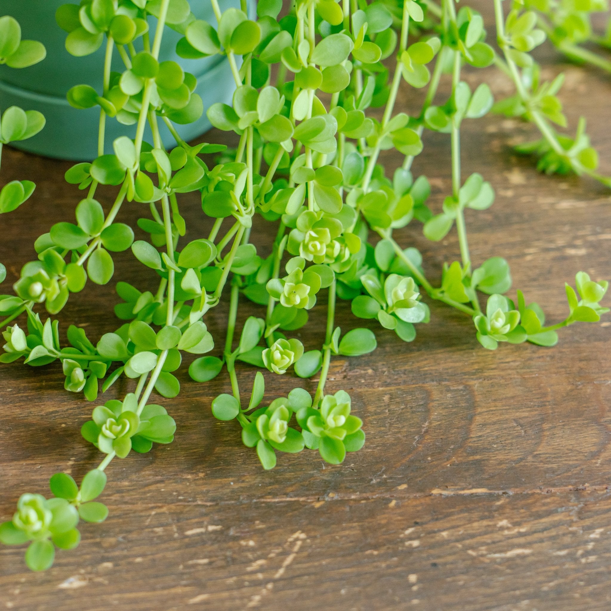 ペペロミア デビーナをオーダーするならFlower&Plants tette │ 「手から手へ、想いを運ぶフラワーショップ」【板橋駅徒歩4分】【熟練フローリスト夫婦が運営】【最短2営業日で発送】【24時間365日注文OK】【ギフトは3300円〜】フラワーギフトを手から手へ、想いを込めたブーケやアレンジメントで大切な人に感謝と愛情を。シーンや用途に合わせて選びやすい豊富な種