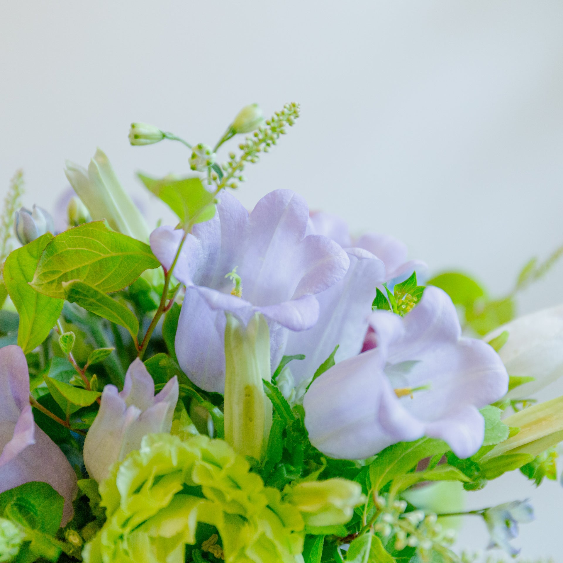 カンパニュラのギフトをオーダーするならFlower&Plants tette │ 「手から手へ、想いを運ぶフラワーショップ」【板橋駅徒歩4分】【熟練フローリスト夫婦が運営】【最短2営業日で発送】【24時間365日注文OK】【ギフトは3300円〜】フラワーギフトを手から手へ、想いを込めたブーケやアレンジメントで大切な人に感謝と愛情を。シーンや用途に合わせて選びやすい豊富な種