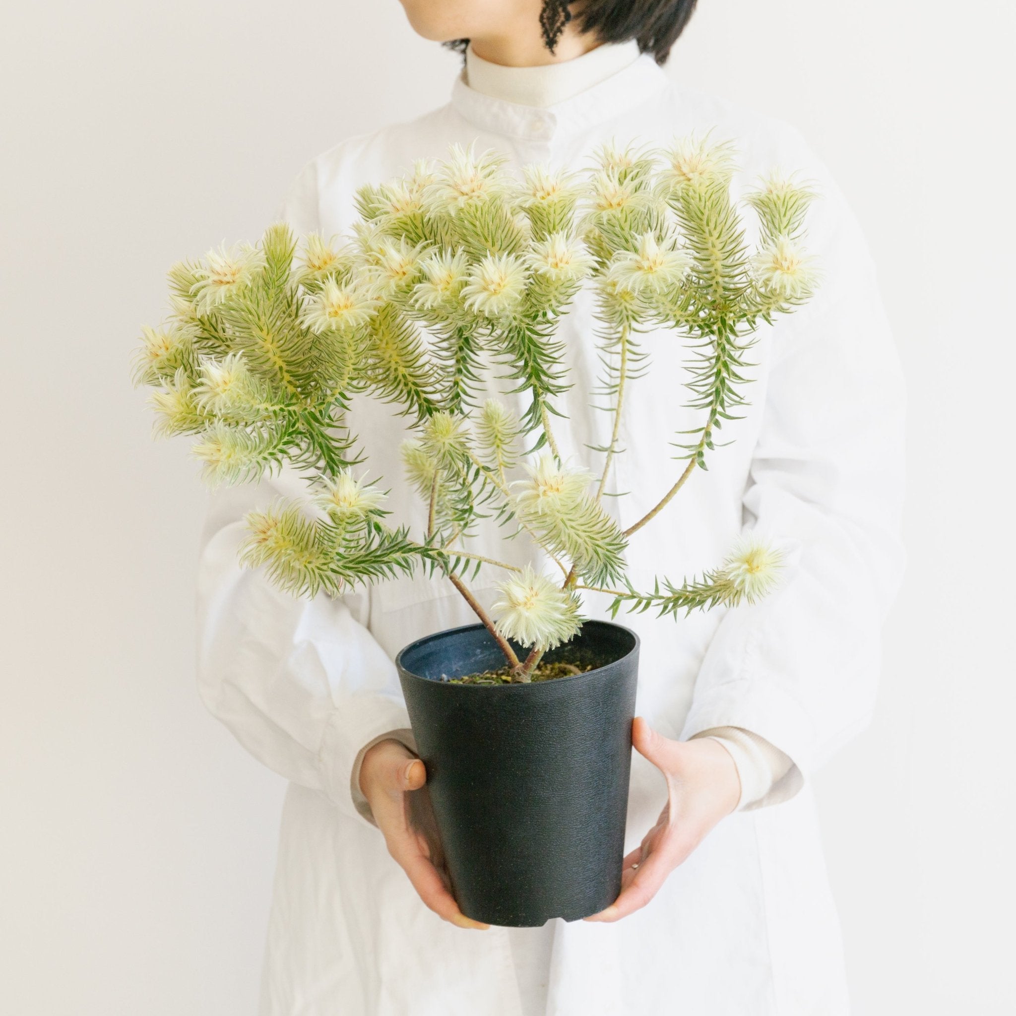 フィリカをオーダーするならFlower&Plants tette │ 「手から手へ、想いを運ぶフラワーショップ」【板橋駅徒歩4分】【熟練フローリスト夫婦が運営】【最短2営業日で発送】【24時間365日注文OK】【ギフトは3300円〜】フラワーギフトを手から手へ、想いを込めたブーケやアレンジメントで大切な人に感謝と愛情を。シーンや用途に合わせて選びやすい豊富な種