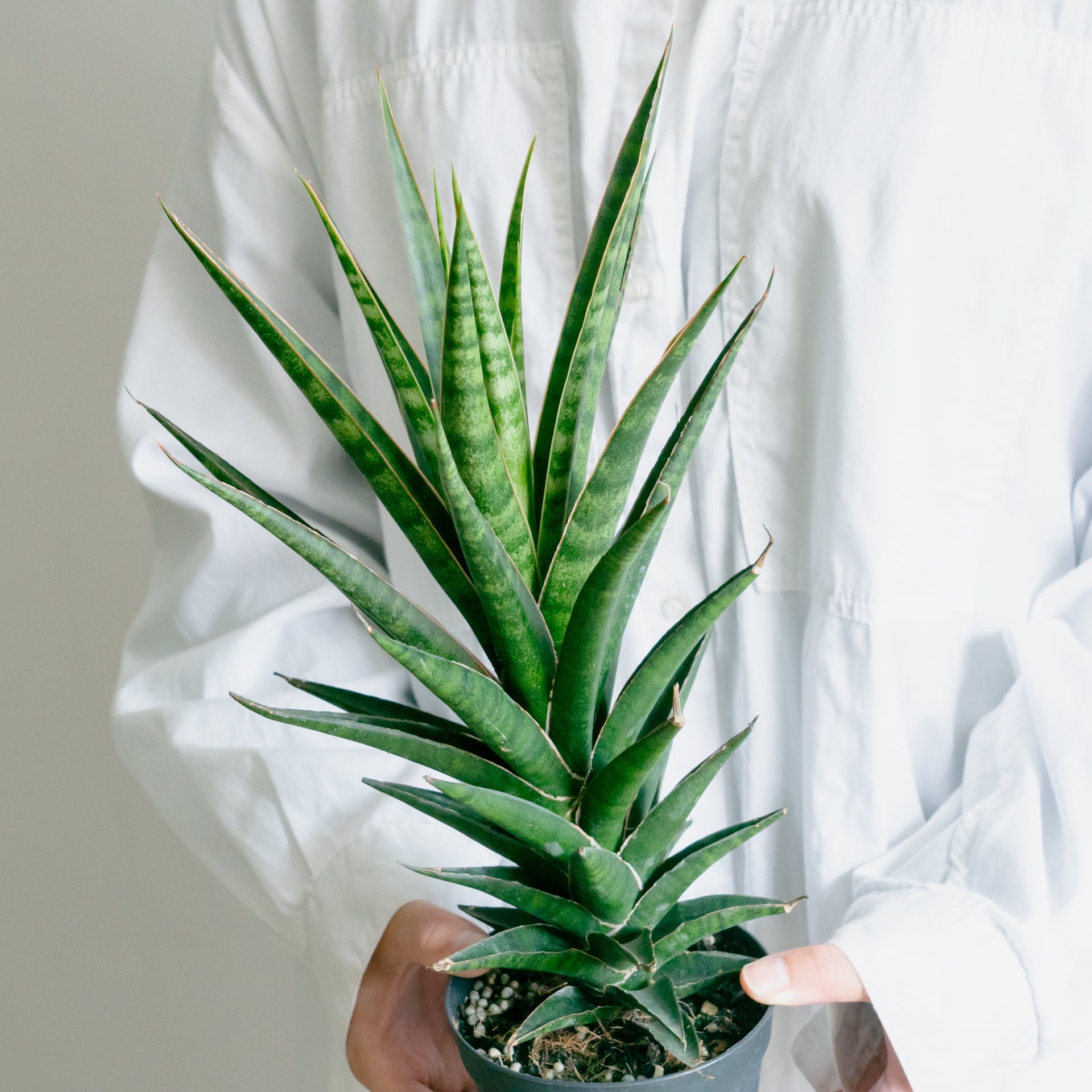 サンスベリア ビースリーをオーダーするならFlower&Plants tette │ 「手から手へ、想いを運ぶフラワーショップ」【板橋駅徒歩4分】【熟練フローリスト夫婦が運営】【最短2営業日で発送】【24時間365日注文OK】【ギフトは3300円〜】フラワーギフトを手から手へ、想いを込めたブーケやアレンジメントで大切な人に感謝と愛情を。シーンや用途に合わせて選びやすい豊富な種