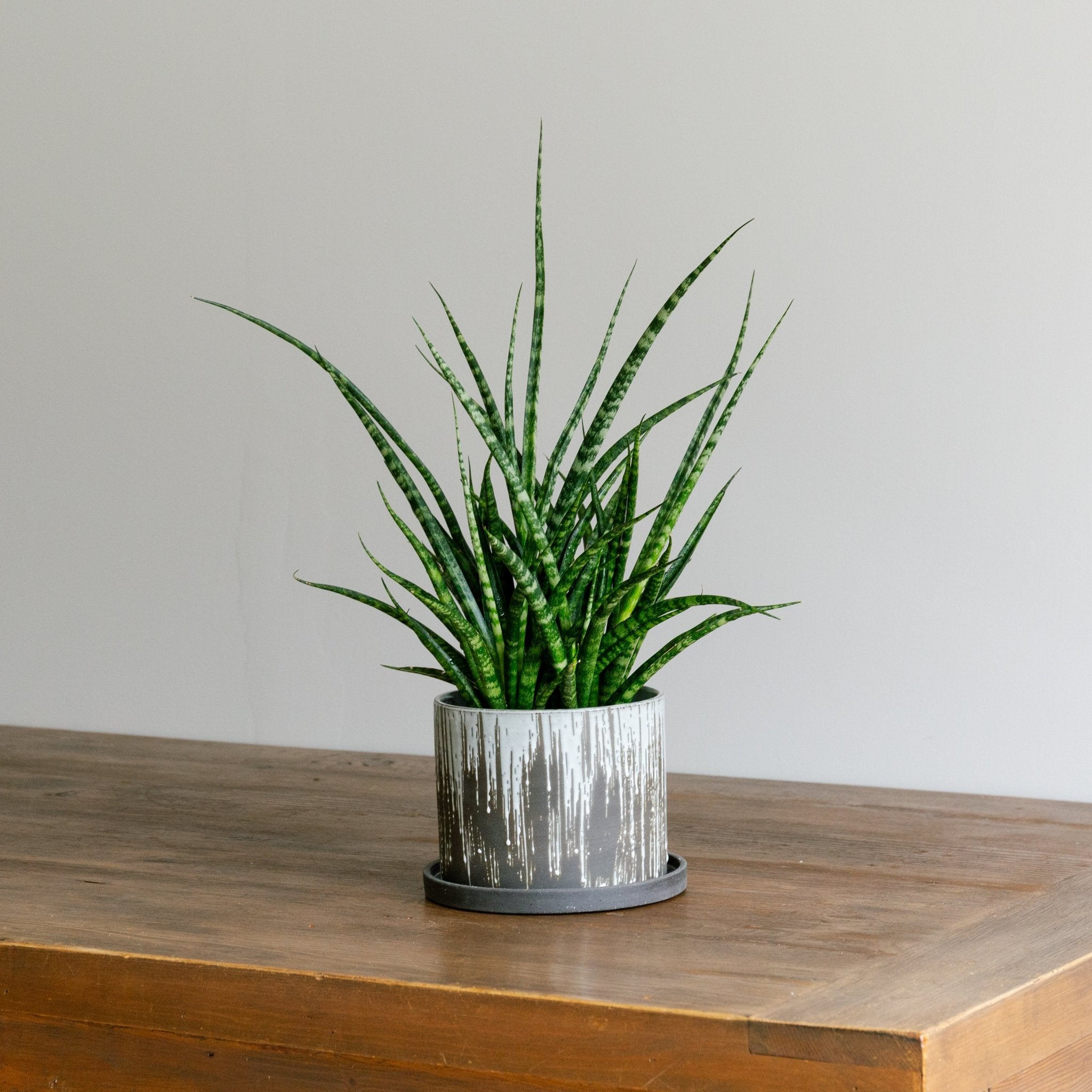 ベイト ラウンドをオーダーするならFlower&Plants tette │ 「手から手へ、想いを運ぶフラワーショップ」【板橋駅徒歩4分】【熟練フローリスト夫婦が運営】【最短2営業日で発送】【24時間365日注文OK】【ギフトは3300円〜】フラワーギフトを手から手へ、想いを込めたブーケやアレンジメントで大切な人に感謝と愛情を。シーンや用途に合わせて選びやすい豊富な種