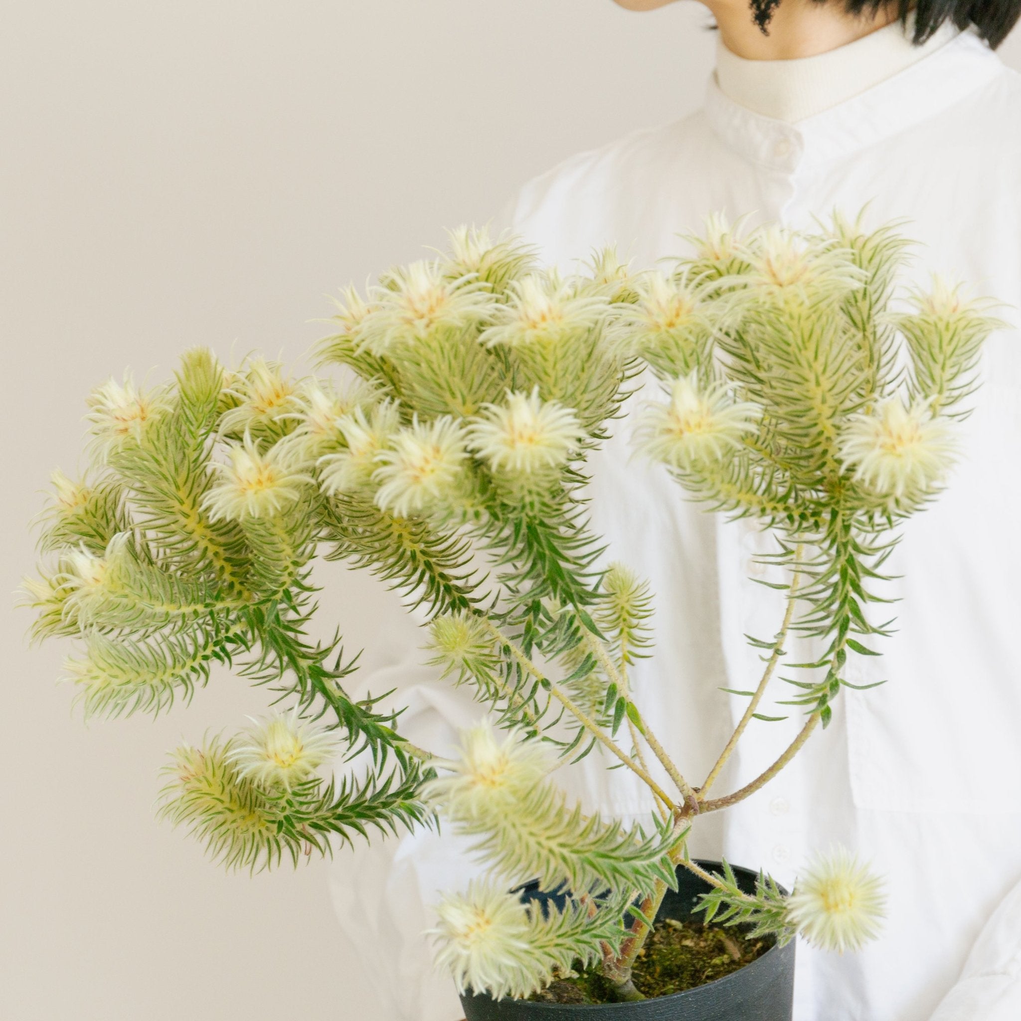 フィリカをオーダーするならFlower&Plants tette │ 「手から手へ、想いを運ぶフラワーショップ」【板橋駅徒歩4分】【熟練フローリスト夫婦が運営】【最短2営業日で発送】【24時間365日注文OK】【ギフトは3300円〜】フラワーギフトを手から手へ、想いを込めたブーケやアレンジメントで大切な人に感謝と愛情を。シーンや用途に合わせて選びやすい豊富な種