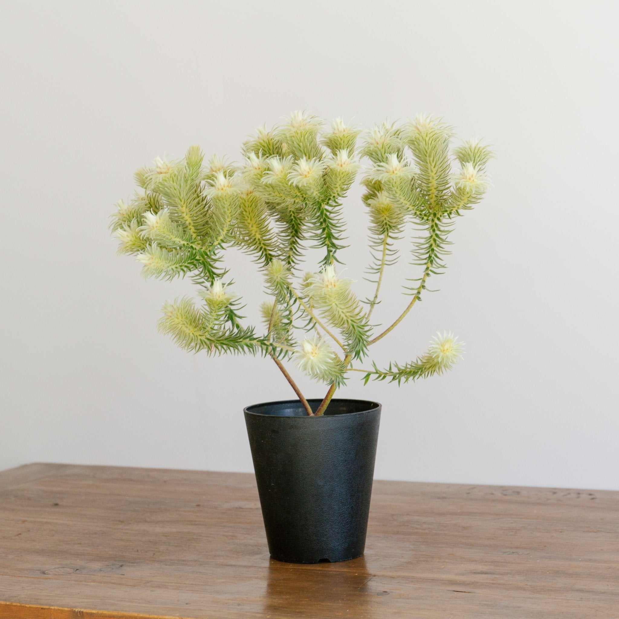 フィリカをオーダーするならFlower&Plants tette │ 「手から手へ、想いを運ぶフラワーショップ」【板橋駅徒歩4分】【熟練フローリスト夫婦が運営】【最短2営業日で発送】【24時間365日注文OK】【ギフトは3300円〜】フラワーギフトを手から手へ、想いを込めたブーケやアレンジメントで大切な人に感謝と愛情を。シーンや用途に合わせて選びやすい豊富な種