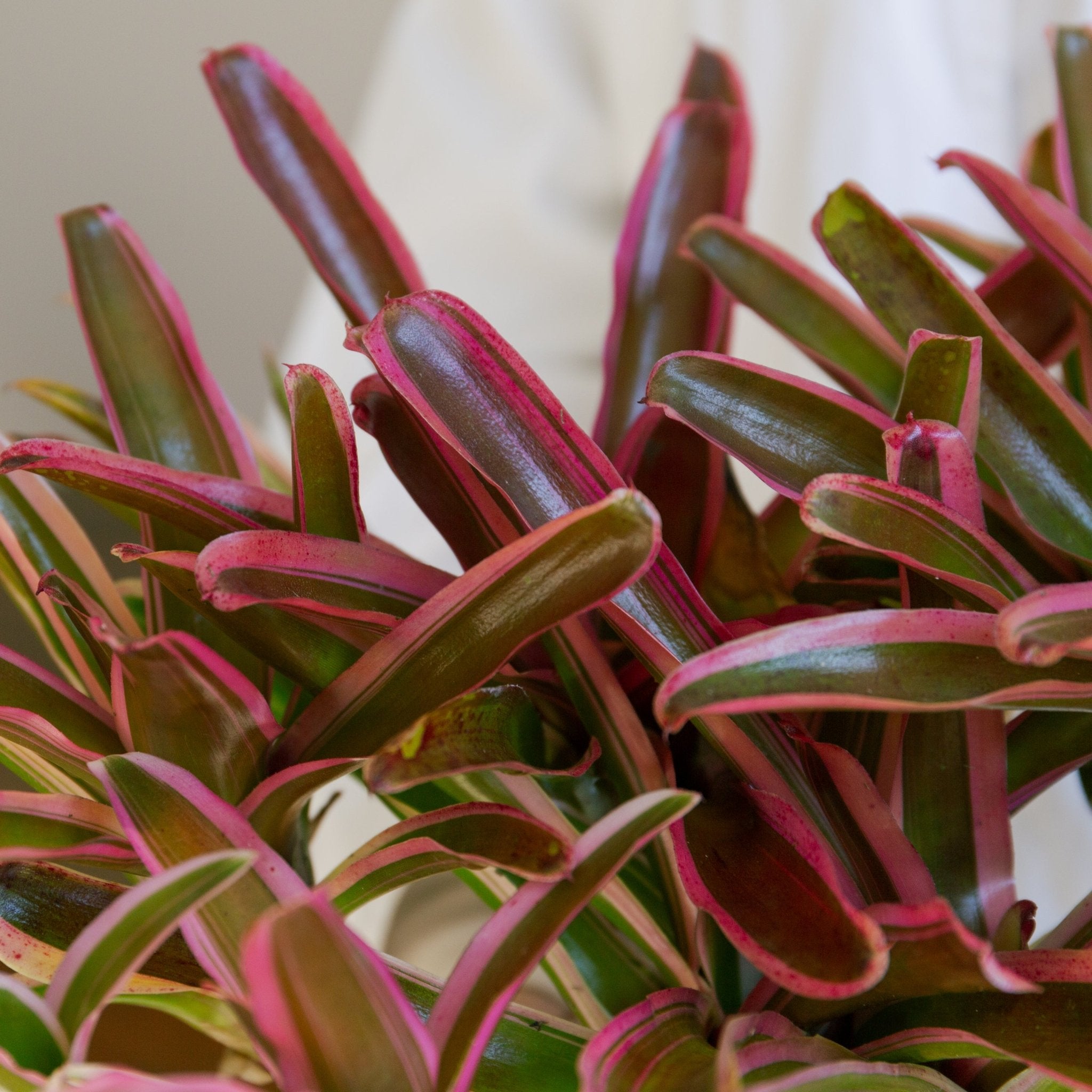 ネオレゲリア・ファイアーボールをオーダーするならFlower&Plants tette │ 「手から手へ、想いを運ぶフラワーショップ」【板橋駅徒歩4分】【熟練フローリスト夫婦が運営】【最短2営業日で発送】【24時間365日注文OK】【ギフトは3300円〜】フラワーギフトを手から手へ、想いを込めたブーケやアレンジメントで大切な人に感謝と愛情を。シーンや用途に合わせて選びやすい豊富な種