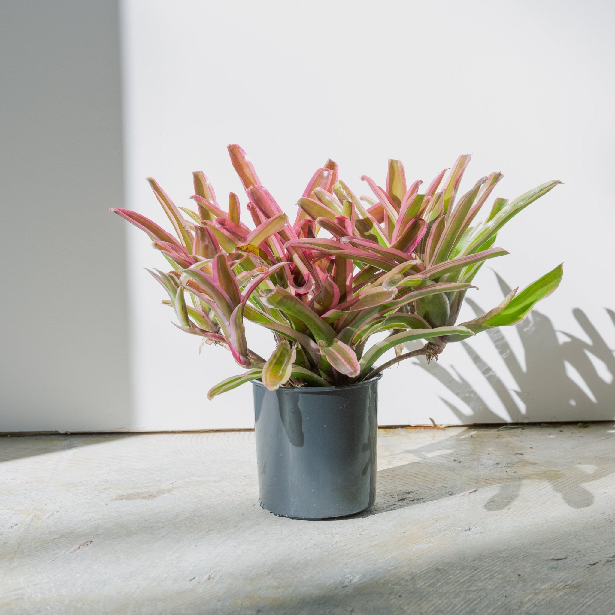 ネオレゲリア・ファイアーボールをオーダーするならFlower&Plants tette │ 「手から手へ、想いを運ぶフラワーショップ」【板橋駅徒歩4分】【熟練フローリスト夫婦が運営】【最短2営業日で発送】【24時間365日注文OK】【ギフトは3300円〜】フラワーギフトを手から手へ、想いを込めたブーケやアレンジメントで大切な人に感謝と愛情を。シーンや用途に合わせて選びやすい豊富な種