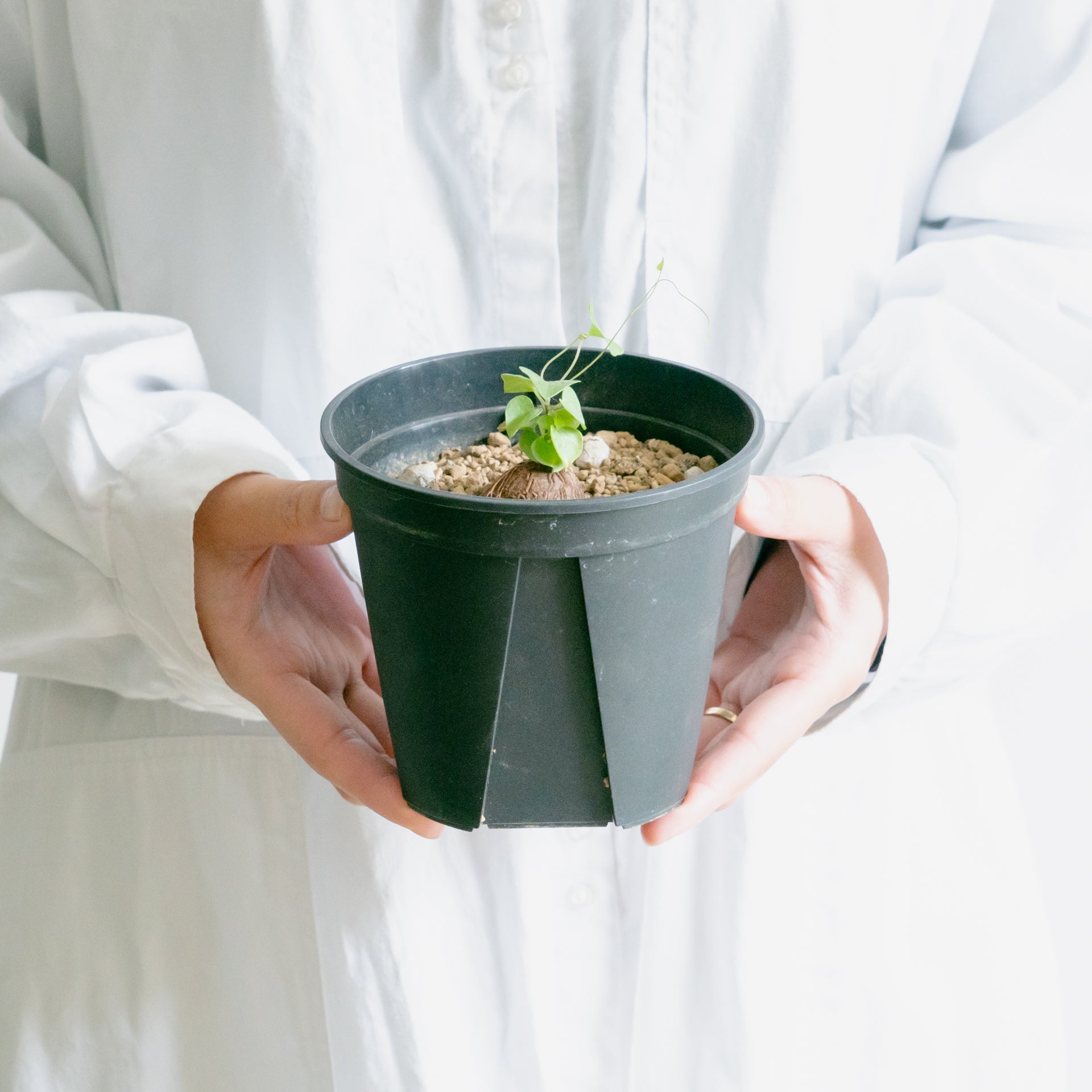 亀甲竜をオーダーするならFlower&Plants tette │ 「手から手へ、想いを運ぶフラワーショップ」【板橋駅徒歩4分】【熟練フローリスト夫婦が運営】【最短2営業日で発送】【24時間365日注文OK】【ギフトは3300円〜】フラワーギフトを手から手へ、想いを込めたブーケやアレンジメントで大切な人に感謝と愛情を。シーンや用途に合わせて選びやすい豊富な種