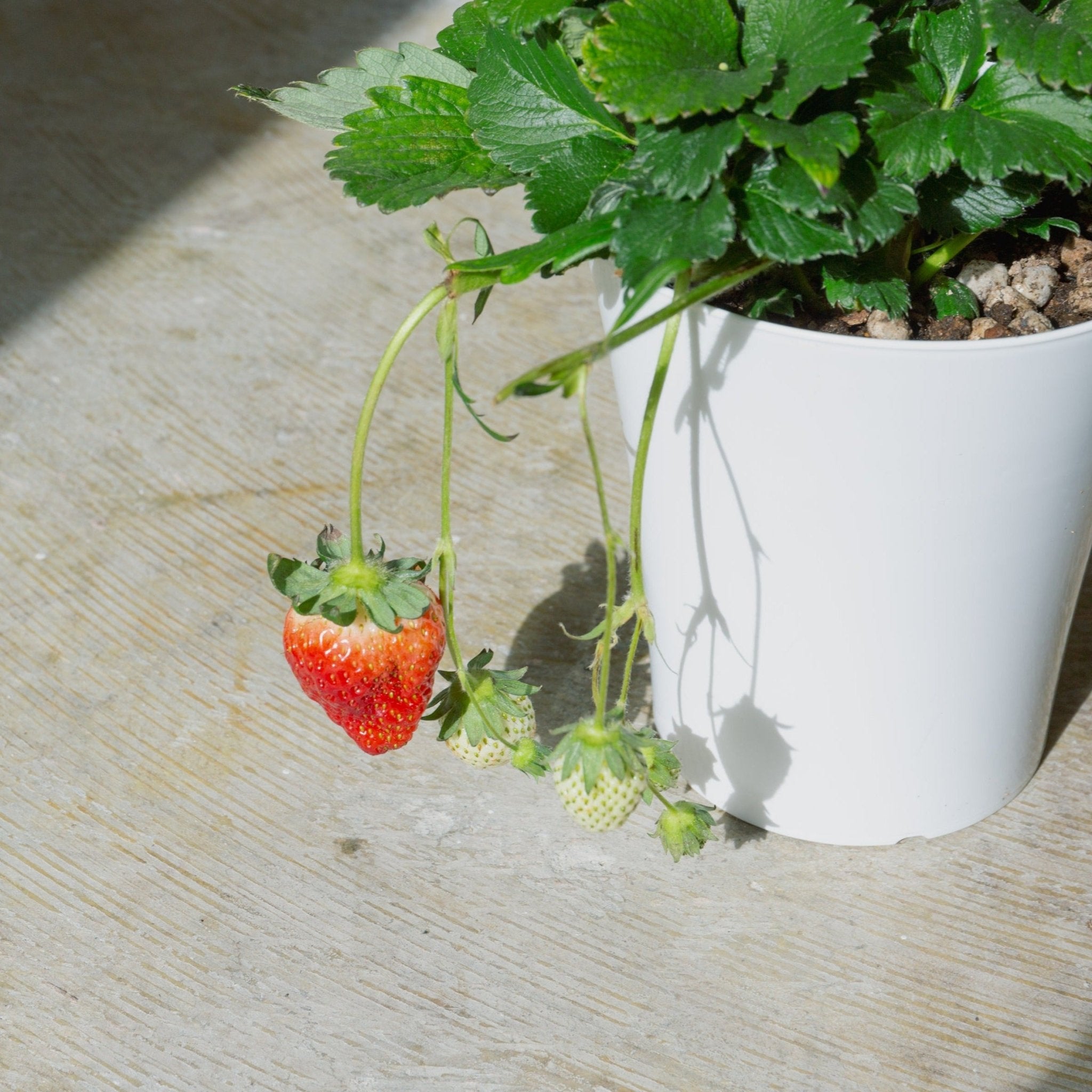 いちご とちおとめをオーダーするならFlower&Plants tette │ 「手から手へ、想いを運ぶフラワーショップ」【板橋駅徒歩4分】【熟練フローリスト夫婦が運営】【最短2営業日で発送】【24時間365日注文OK】【ギフトは3300円〜】フラワーギフトを手から手へ、想いを込めたブーケやアレンジメントで大切な人に感謝と愛情を。シーンや用途に合わせて選びやすい豊富な種