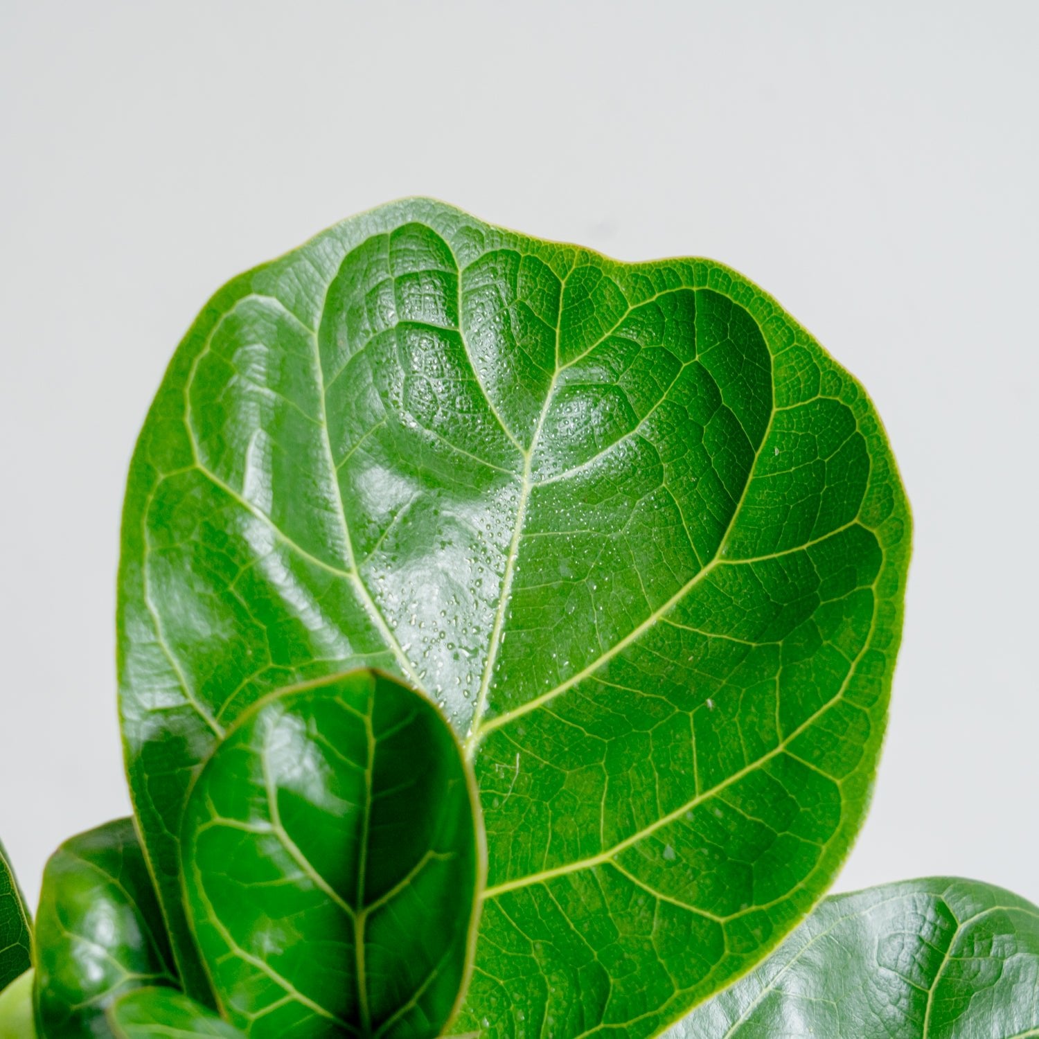 フィカス バンビーノをオーダーするならFlower&Plants tette │ 「手から手へ、想いを運ぶフラワーショップ」【板橋駅徒歩4分】【熟練フローリスト夫婦が運営】【最短2営業日で発送】【24時間365日注文OK】【ギフトは3300円〜】フラワーギフトを手から手へ、想いを込めたブーケやアレンジメントで大切な人に感謝と愛情を。シーンや用途に合わせて選びやすい豊富な種