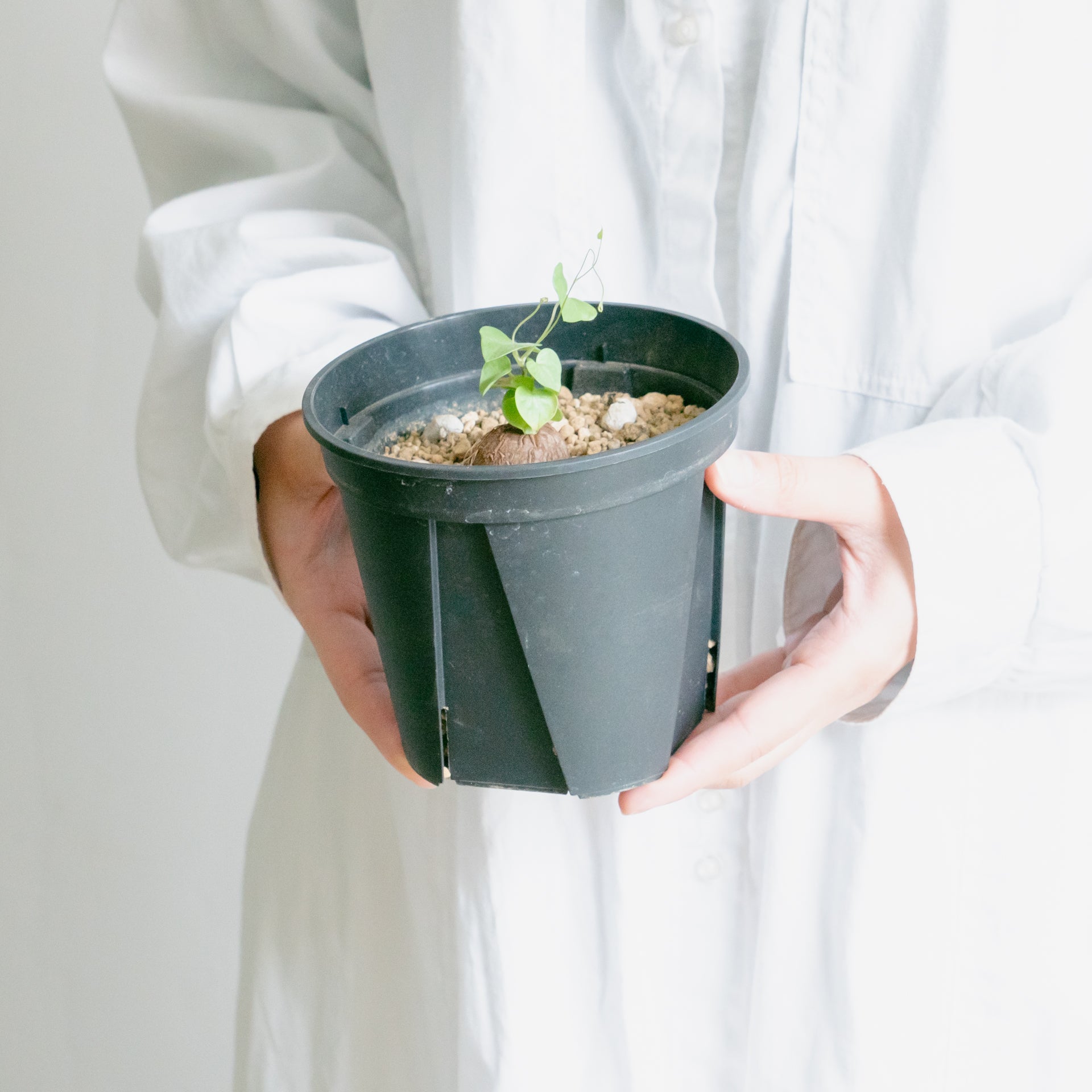 亀甲竜をオーダーするならFlower&Plants tette │ 「手から手へ、想いを運ぶフラワーショップ」【板橋駅徒歩4分】【熟練フローリスト夫婦が運営】【最短2営業日で発送】【24時間365日注文OK】【ギフトは3300円〜】フラワーギフトを手から手へ、想いを込めたブーケやアレンジメントで大切な人に感謝と愛情を。シーンや用途に合わせて選びやすい豊富な種