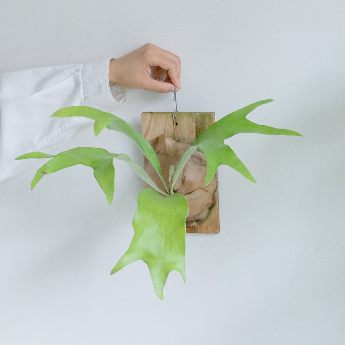 ビカクシダ ヒリーをオーダーするならFlower&Plants tette │ 「手から手へ、想いを運ぶフラワーショップ」【板橋駅徒歩4分】【熟練フローリスト夫婦が運営】【最短2営業日で発送】【24時間365日注文OK】【ギフトは3300円〜】フラワーギフトを手から手へ、想いを込めたブーケやアレンジメントで大切な人に感謝と愛情を。シーンや用途に合わせて選びやすい豊富な種