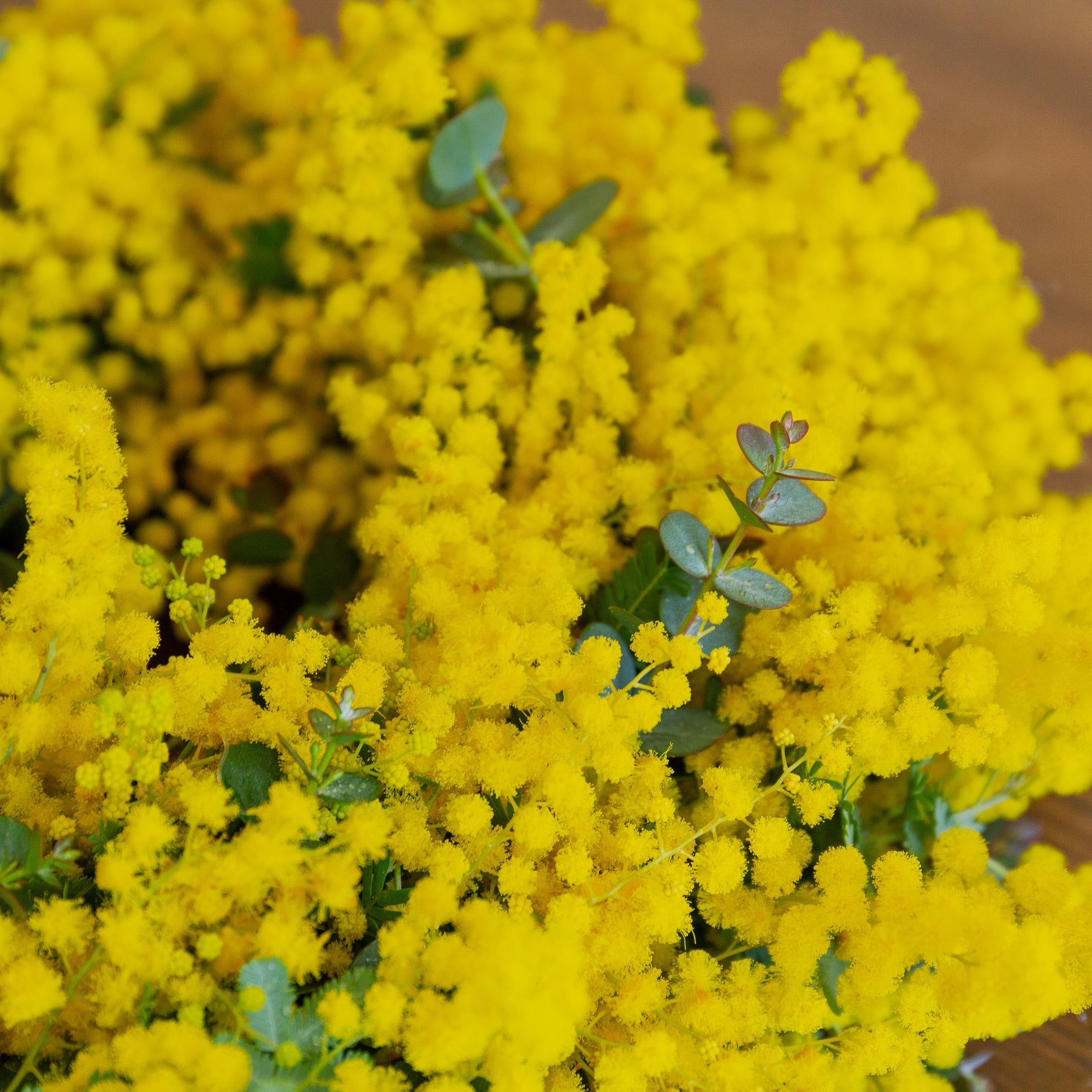 ミモザのギフトをオーダーするならFlower&Plants tette │ 「手から手へ、想いを運ぶフラワーショップ」【板橋駅徒歩4分】【熟練フローリスト夫婦が運営】【最短2営業日で発送】【24時間365日注文OK】【ギフトは3300円〜】フラワーギフトを手から手へ、想いを込めたブーケやアレンジメントで大切な人に感謝と愛情を。シーンや用途に合わせて選びやすい豊富な種