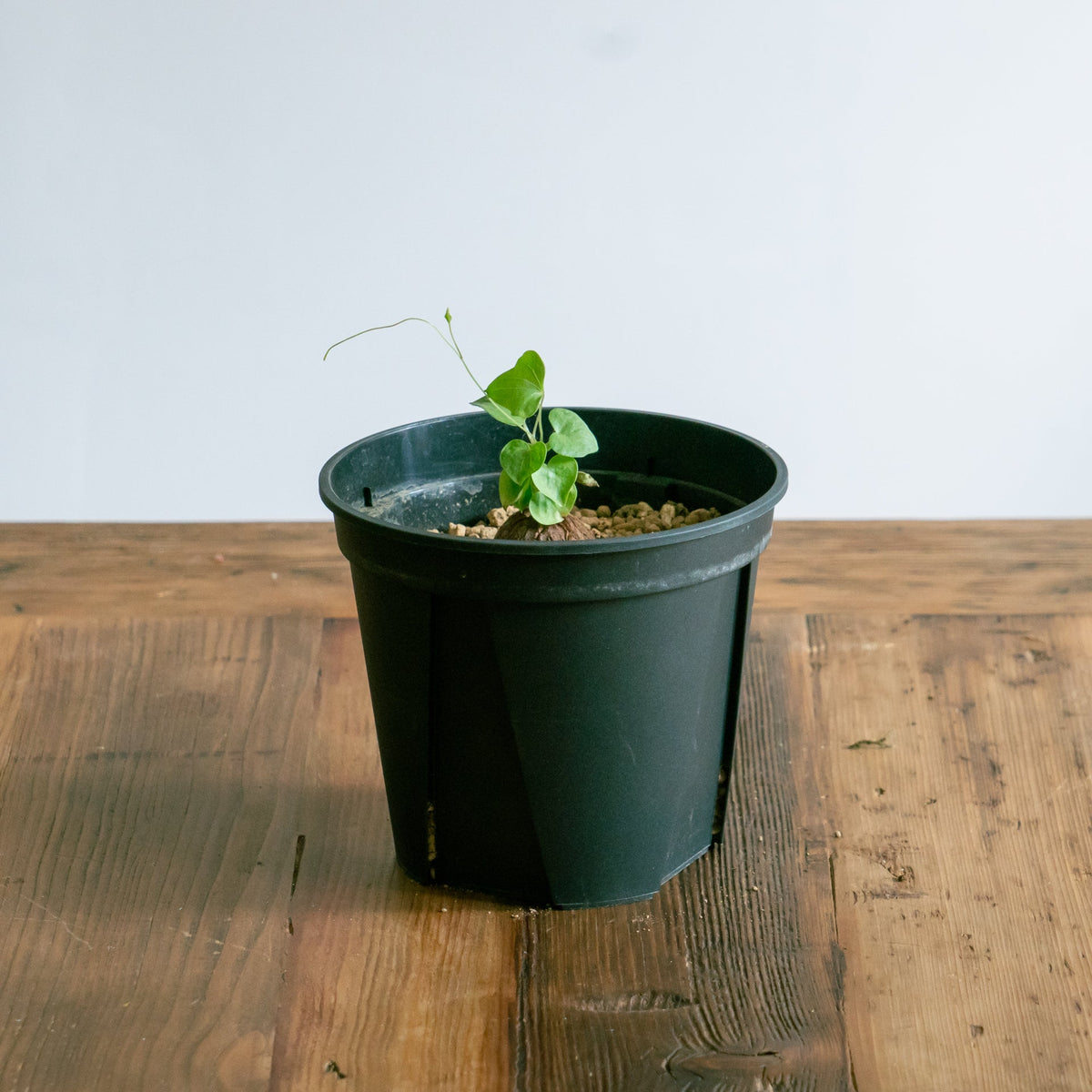 亀甲竜をオーダーするならFlower&Plants tette │ 「手から手へ、想いを運ぶフラワーショップ」【板橋駅徒歩4分】【熟練フローリスト夫婦が運営】【最短2営業日で発送】【24時間365日注文OK】【ギフトは3300円〜】フラワーギフトを手から手へ、想いを込めたブーケやアレンジメントで大切な人に感謝と愛情を。シーンや用途に合わせて選びやすい豊富な種