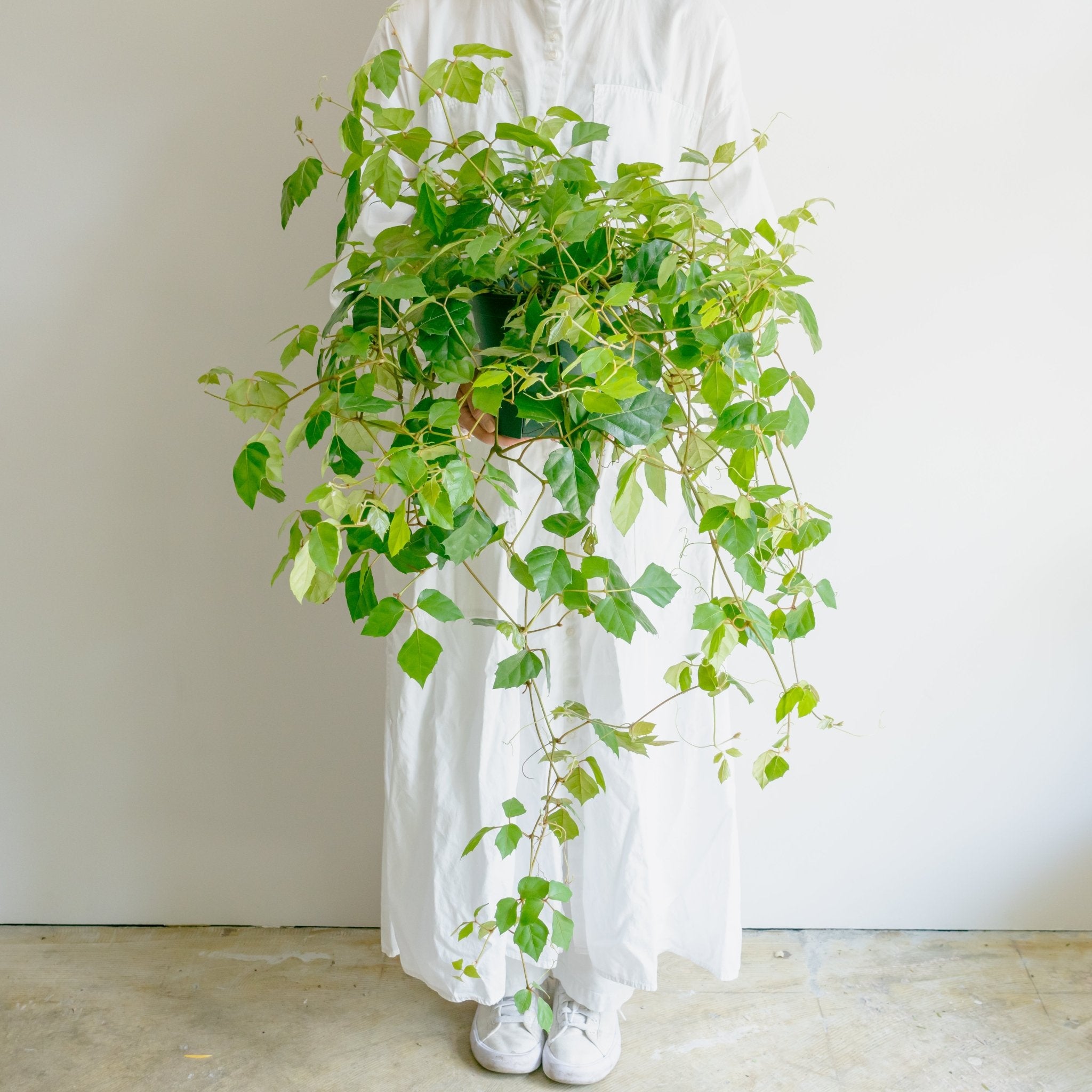 グレープアイビーをオーダーするならFlower&Plants tette │ 「手から手へ、想いを運ぶフラワーショップ」【板橋駅徒歩4分】【熟練フローリスト夫婦が運営】【最短2営業日で発送】【24時間365日注文OK】【ギフトは3300円〜】フラワーギフトを手から手へ、想いを込めたブーケやアレンジメントで大切な人に感謝と愛情を。シーンや用途に合わせて選びやすい豊富な種