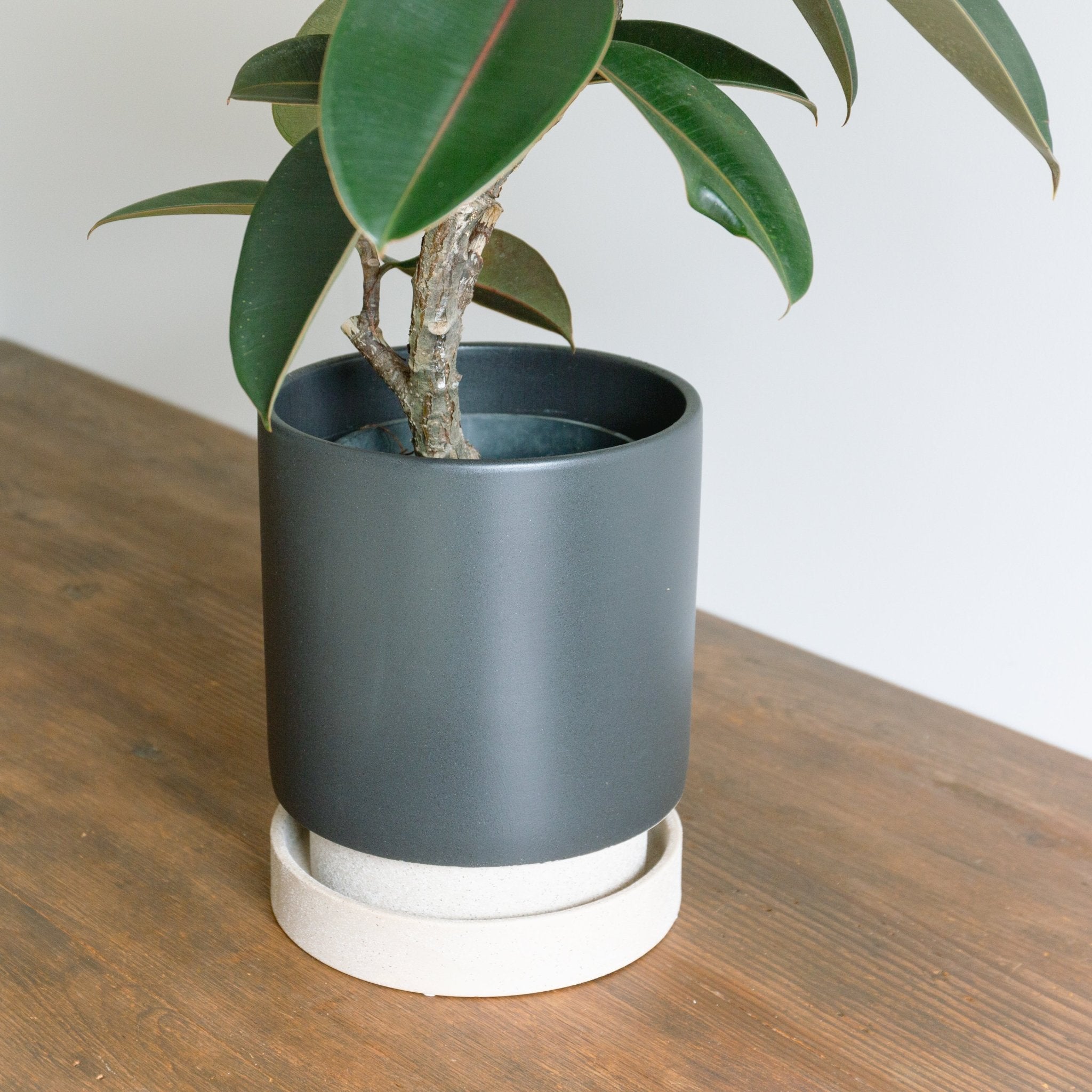 パラドックトールをオーダーするならFlower&Plants tette │ 「手から手へ、想いを運ぶフラワーショップ」【板橋駅徒歩4分】【熟練フローリスト夫婦が運営】【最短2営業日で発送】【24時間365日注文OK】【ギフトは3300円〜】フラワーギフトを手から手へ、想いを込めたブーケやアレンジメントで大切な人に感謝と愛情を。シーンや用途に合わせて選びやすい豊富な種