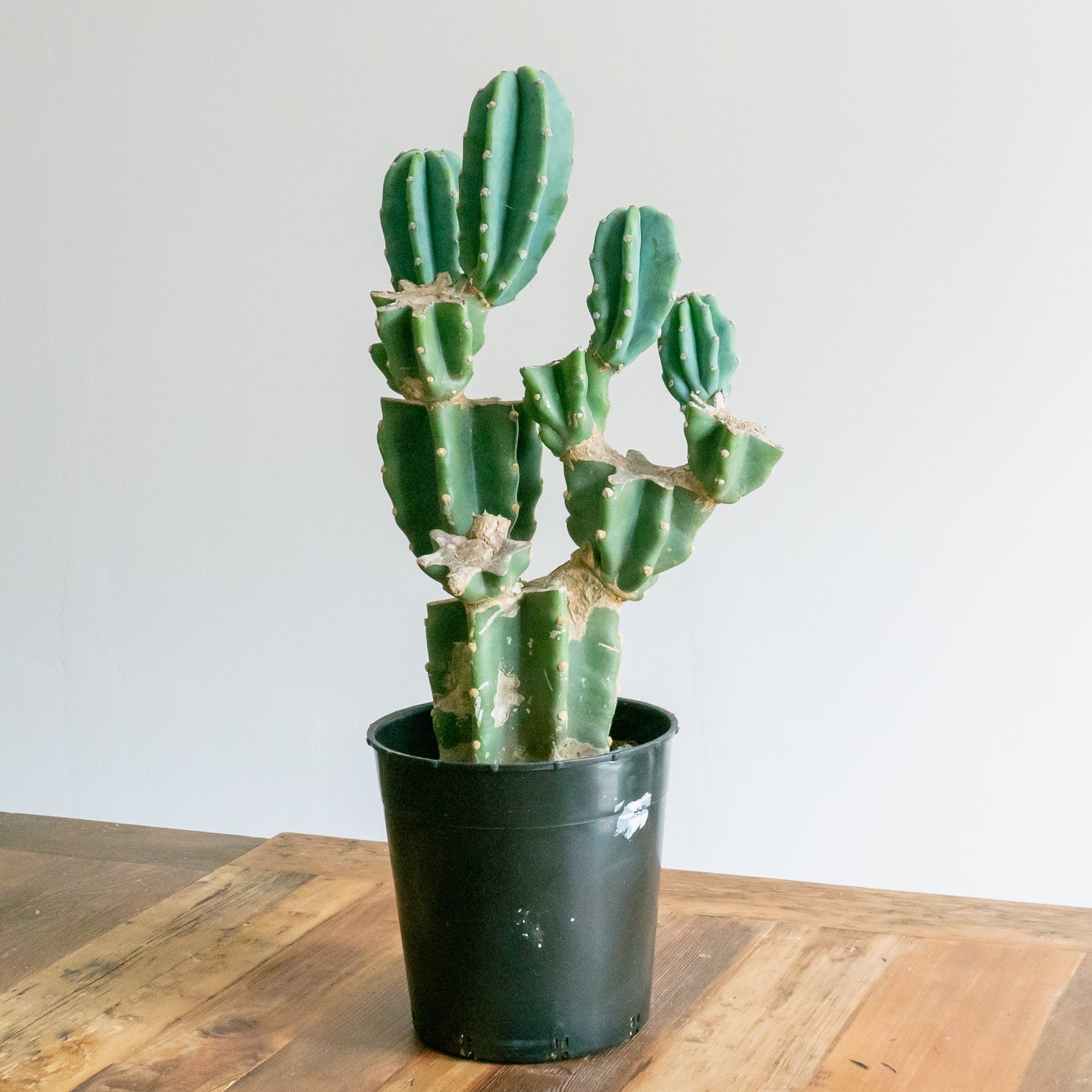 柱サボテンをオーダーするならFlower&Plants tette │ 「手から手へ、想いを運ぶフラワーショップ」【板橋駅徒歩4分】【熟練フローリスト夫婦が運営】【最短2営業日で発送】【24時間365日注文OK】【ギフトは3300円〜】フラワーギフトを手から手へ、想いを込めたブーケやアレンジメントで大切な人に感謝と愛情を。シーンや用途に合わせて選びやすい豊富な種