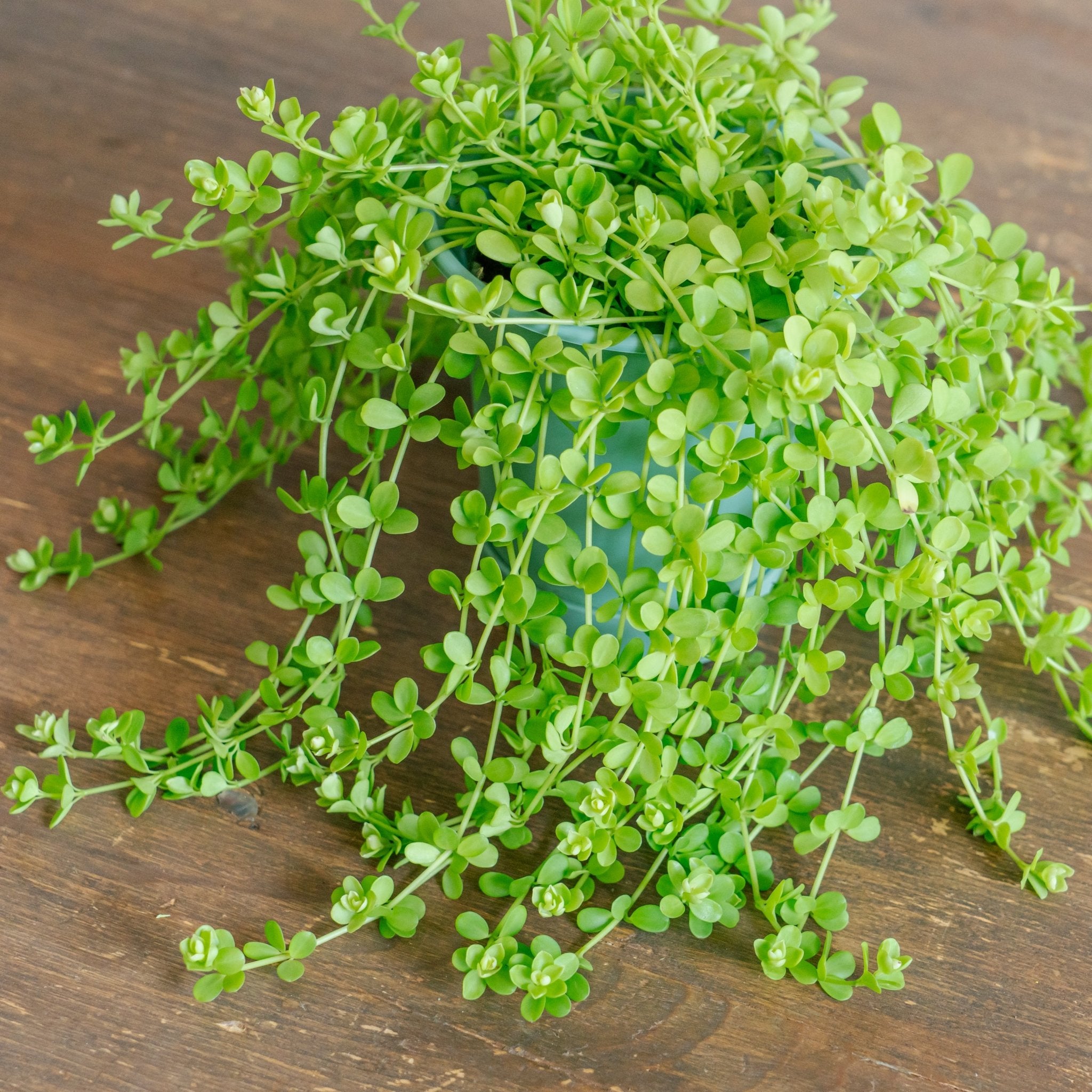 ペペロミア デビーナをオーダーするならFlower&Plants tette │ 「手から手へ、想いを運ぶフラワーショップ」【板橋駅徒歩4分】【熟練フローリスト夫婦が運営】【最短2営業日で発送】【24時間365日注文OK】【ギフトは3300円〜】フラワーギフトを手から手へ、想いを込めたブーケやアレンジメントで大切な人に感謝と愛情を。シーンや用途に合わせて選びやすい豊富な種