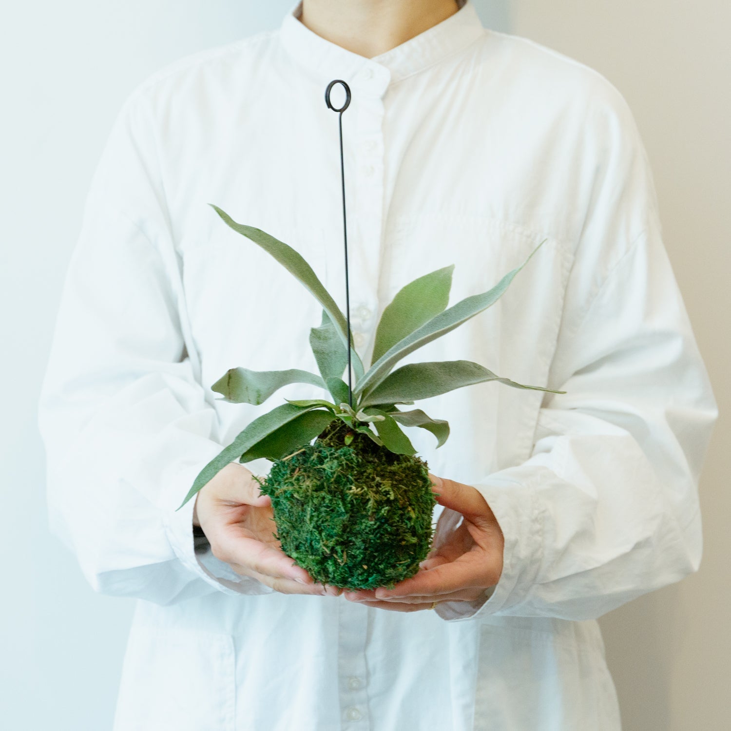 ビカクシダ ヴィーチーをオーダーするならFlower&Plants tette │ 「手から手へ、想いを運ぶフラワーショップ」【板橋駅徒歩4分】【熟練フローリスト夫婦が運営】【最短2営業日で発送】【24時間365日注文OK】【ギフトは3300円〜】フラワーギフトを手から手へ、想いを込めたブーケやアレンジメントで大切な人に感謝と愛情を。シーンや用途に合わせて選びやすい豊富な種