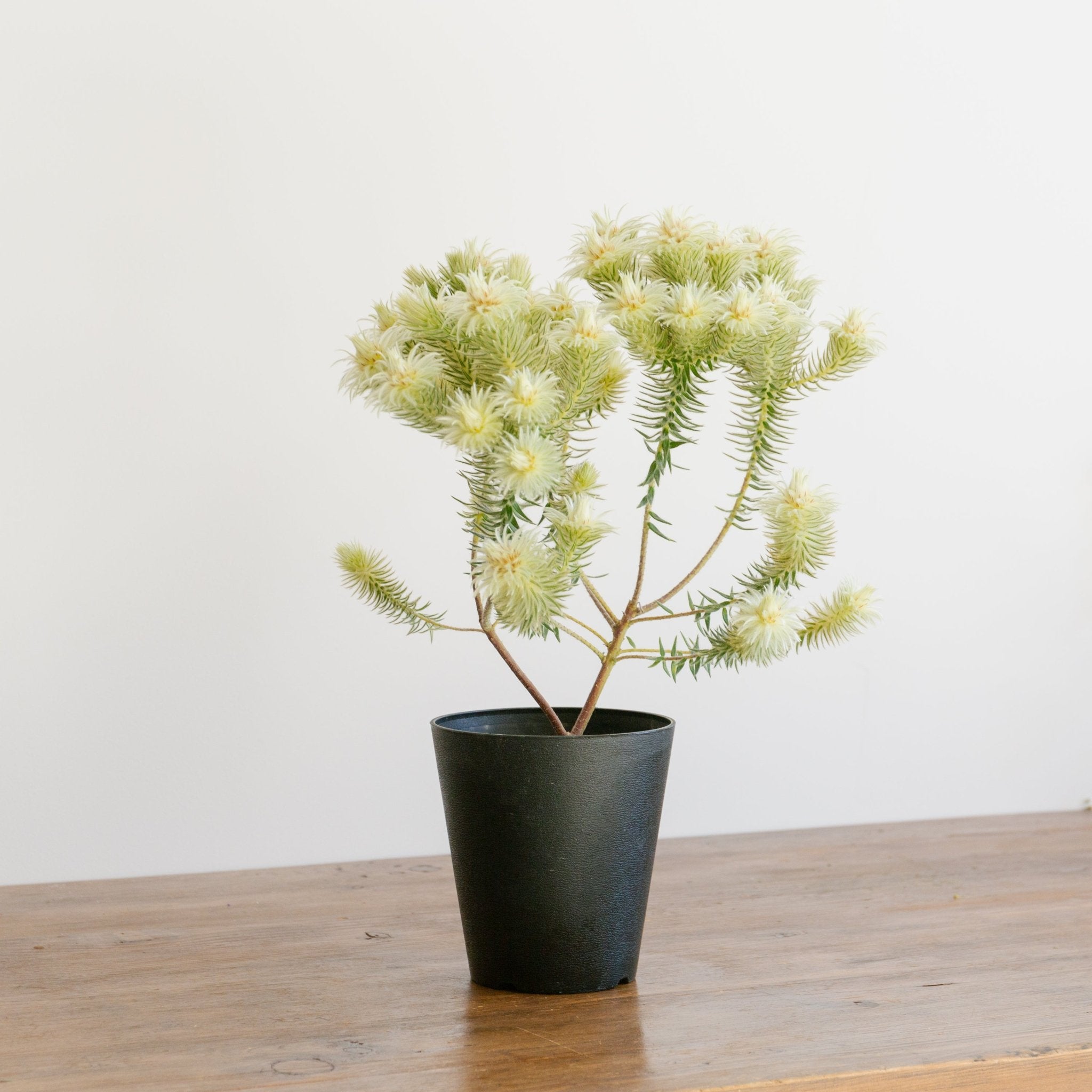 フィリカをオーダーするならFlower&Plants tette │ 「手から手へ、想いを運ぶフラワーショップ」【板橋駅徒歩4分】【熟練フローリスト夫婦が運営】【最短2営業日で発送】【24時間365日注文OK】【ギフトは3300円〜】フラワーギフトを手から手へ、想いを込めたブーケやアレンジメントで大切な人に感謝と愛情を。シーンや用途に合わせて選びやすい豊富な種