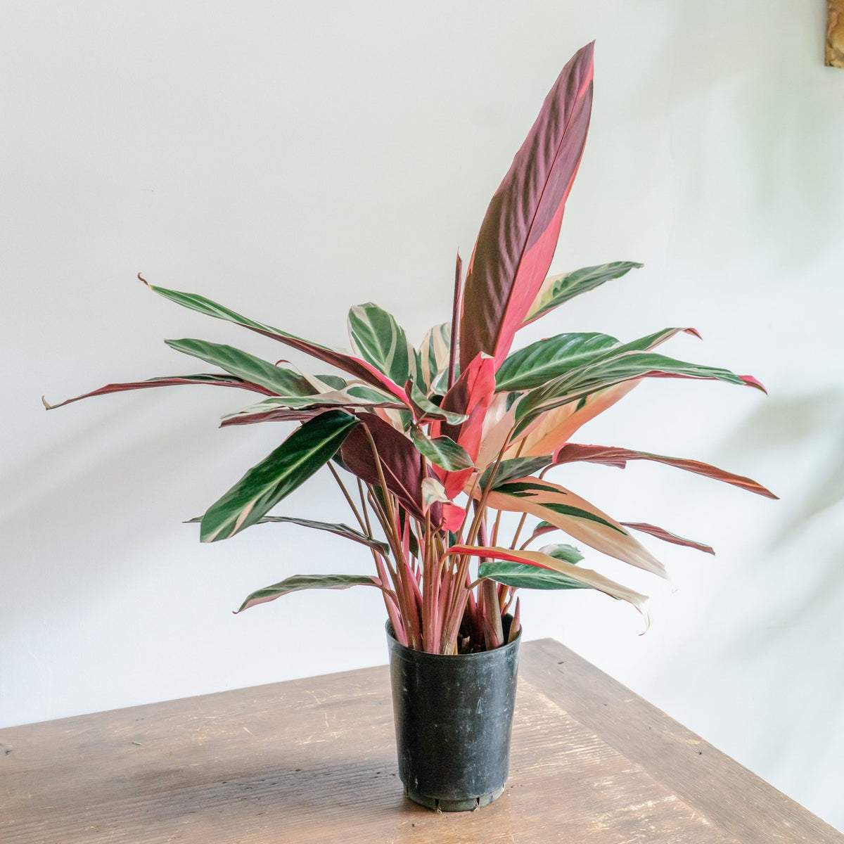 カラテア トリオスターをオーダーするならFlower&Plants tette │ 「手から手へ、想いを運ぶフラワーショップ」【板橋駅徒歩4分】【熟練フローリスト夫婦が運営】【最短2営業日で発送】【24時間365日注文OK】【ギフトは3300円〜】フラワーギフトを手から手へ、想いを込めたブーケやアレンジメントで大切な人に感謝と愛情を。シーンや用途に合わせて選びやすい豊富な種