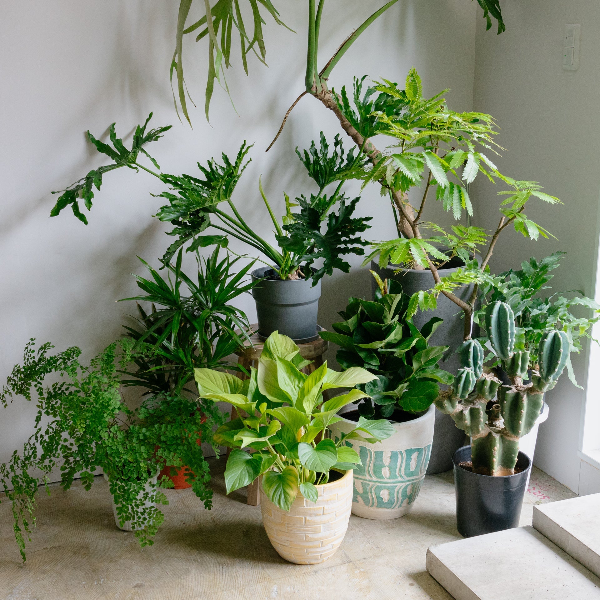 父の日ギフト用 観葉植物をオーダーするならFlower&Plants tette │ 「手から手へ、想いを運ぶフラワーショップ」【板橋駅徒歩4分】【熟練フローリスト夫婦が運営】【最短2営業日で発送】【24時間365日注文OK】【ギフトは3300円〜】フラワーギフトを手から手へ、想いを込めたブーケやアレンジメントで大切な人に感謝と愛情を。シーンや用途に合わせて選びやすい豊富な種