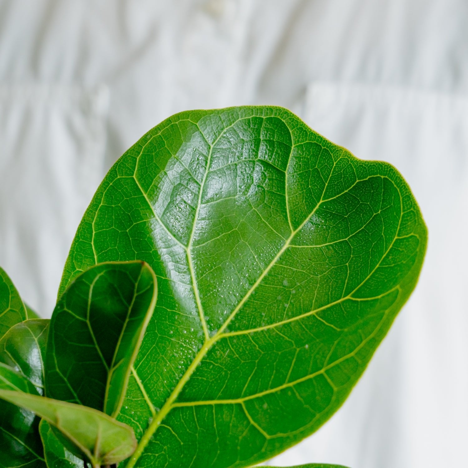 フィカス バンビーノをオーダーするならFlower&Plants tette │ 「手から手へ、想いを運ぶフラワーショップ」【板橋駅徒歩4分】【熟練フローリスト夫婦が運営】【最短2営業日で発送】【24時間365日注文OK】【ギフトは3300円〜】フラワーギフトを手から手へ、想いを込めたブーケやアレンジメントで大切な人に感謝と愛情を。シーンや用途に合わせて選びやすい豊富な種