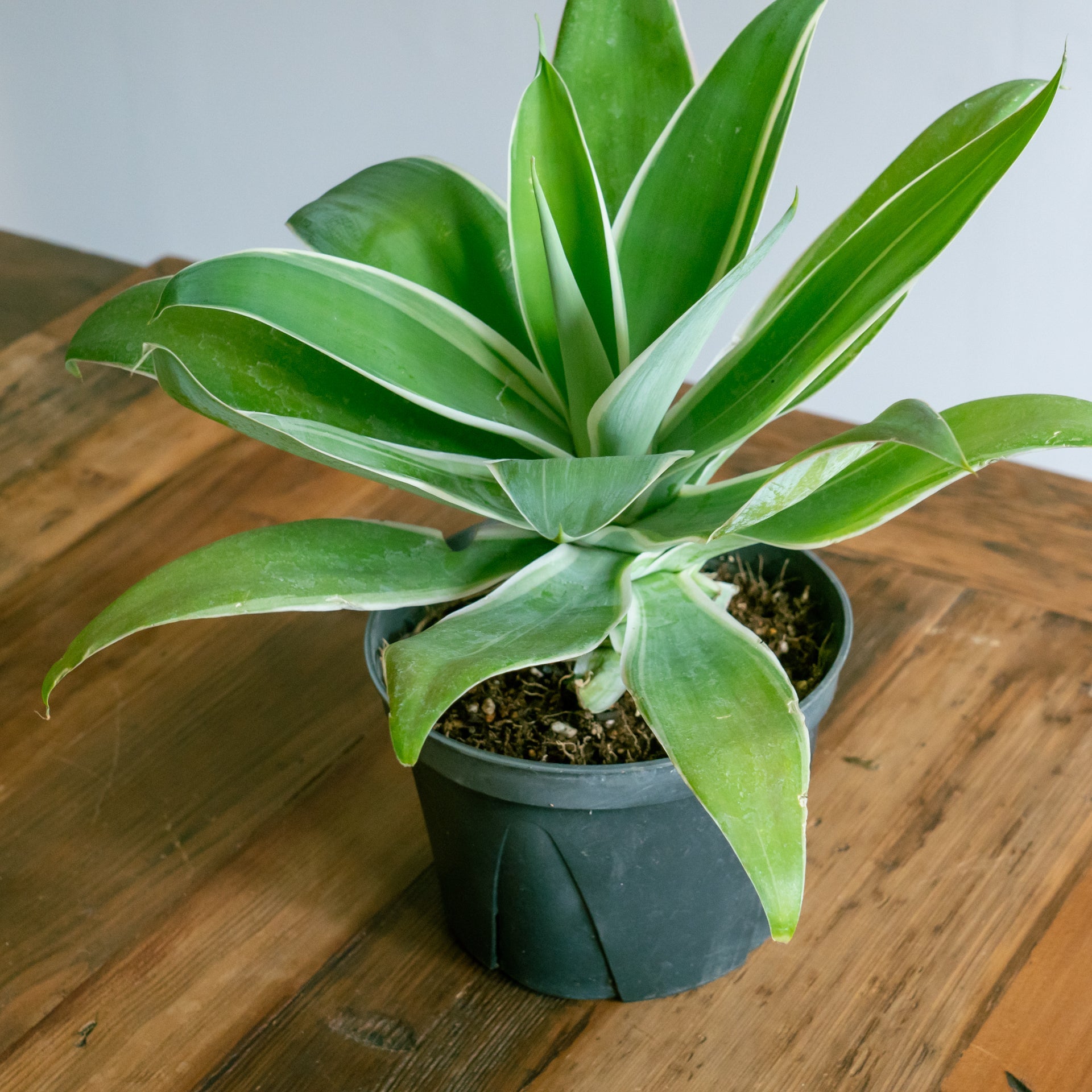 アガベ アテナータをオーダーするならFlower&Plants tette │ 「手から手へ、想いを運ぶフラワーショップ」【板橋駅徒歩4分】【熟練フローリスト夫婦が運営】【最短2営業日で発送】【24時間365日注文OK】【ギフトは3300円〜】フラワーギフトを手から手へ、想いを込めたブーケやアレンジメントで大切な人に感謝と愛情を。シーンや用途に合わせて選びやすい豊富な種