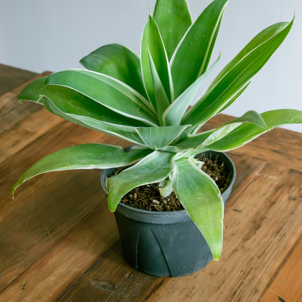 アガベ アテナータをオーダーするならFlower&Plants tette │ 「手から手へ、想いを運ぶフラワーショップ」【板橋駅徒歩4分】【熟練フローリスト夫婦が運営】【最短2営業日で発送】【24時間365日注文OK】【ギフトは3300円〜】フラワーギフトを手から手へ、想いを込めたブーケやアレンジメントで大切な人に感謝と愛情を。シーンや用途に合わせて選びやすい豊富な種