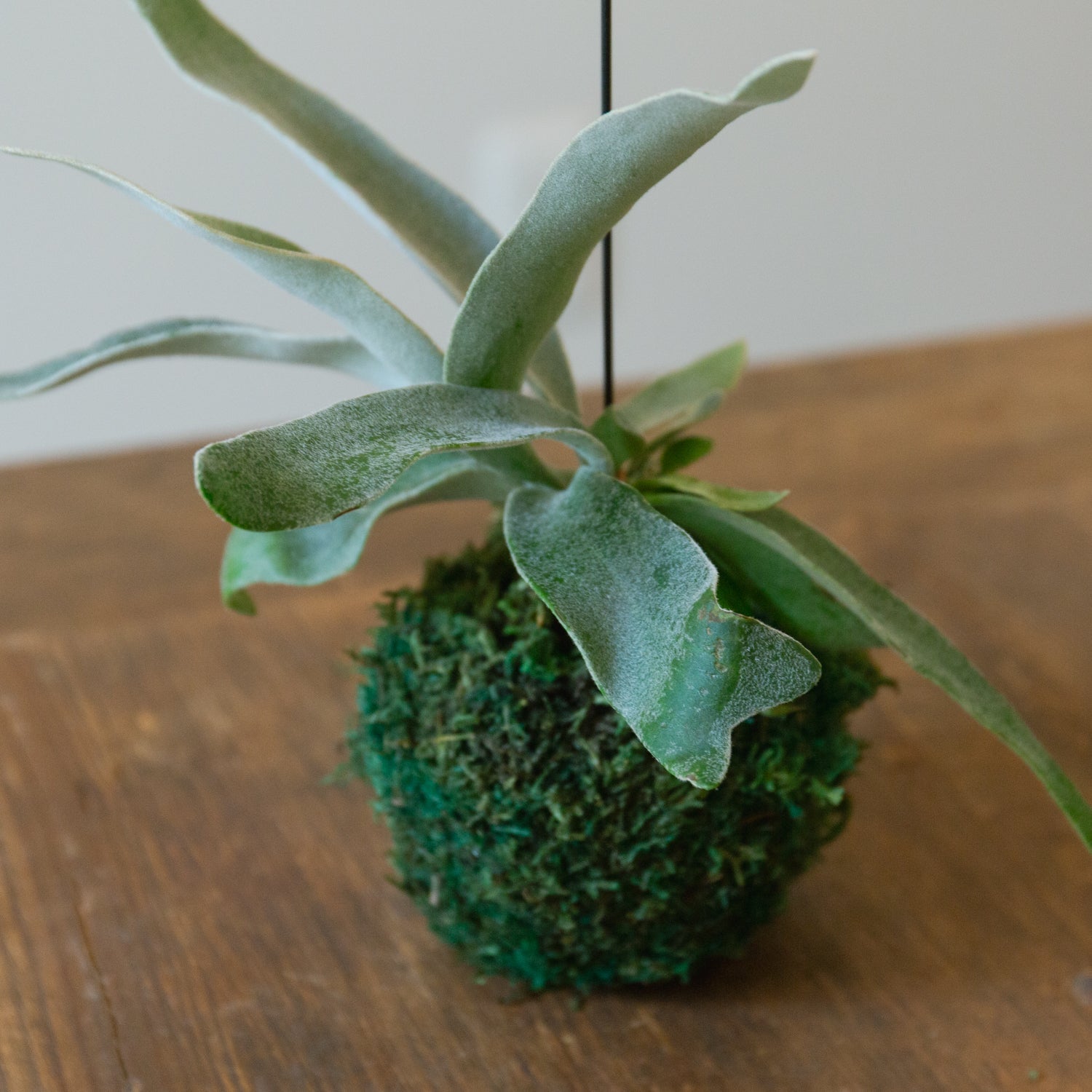 ビカクシダ ヴィーチーをオーダーするならFlower&Plants tette │ 「手から手へ、想いを運ぶフラワーショップ」【板橋駅徒歩4分】【熟練フローリスト夫婦が運営】【最短2営業日で発送】【24時間365日注文OK】【ギフトは3300円〜】フラワーギフトを手から手へ、想いを込めたブーケやアレンジメントで大切な人に感謝と愛情を。シーンや用途に合わせて選びやすい豊富な種