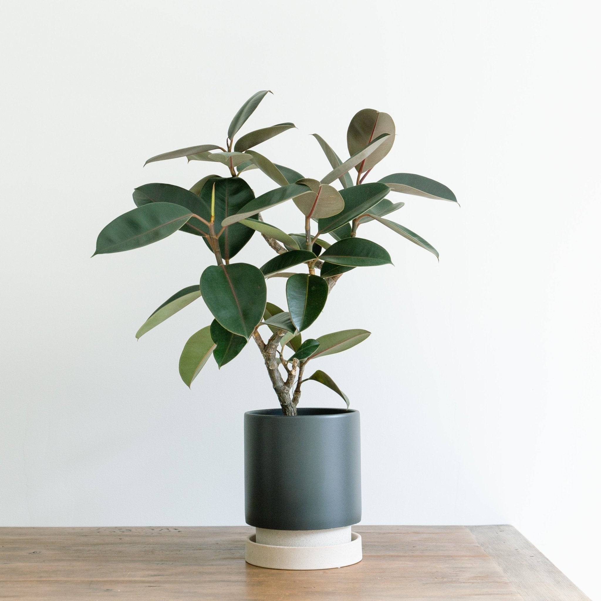 パラドックトールをオーダーするならFlower&Plants tette │ 「手から手へ、想いを運ぶフラワーショップ」【板橋駅徒歩4分】【熟練フローリスト夫婦が運営】【最短2営業日で発送】【24時間365日注文OK】【ギフトは3300円〜】フラワーギフトを手から手へ、想いを込めたブーケやアレンジメントで大切な人に感謝と愛情を。シーンや用途に合わせて選びやすい豊富な種