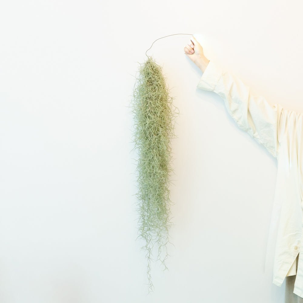 ウスネオイデスならFlower&Plants tette │「手から手へ、想いを