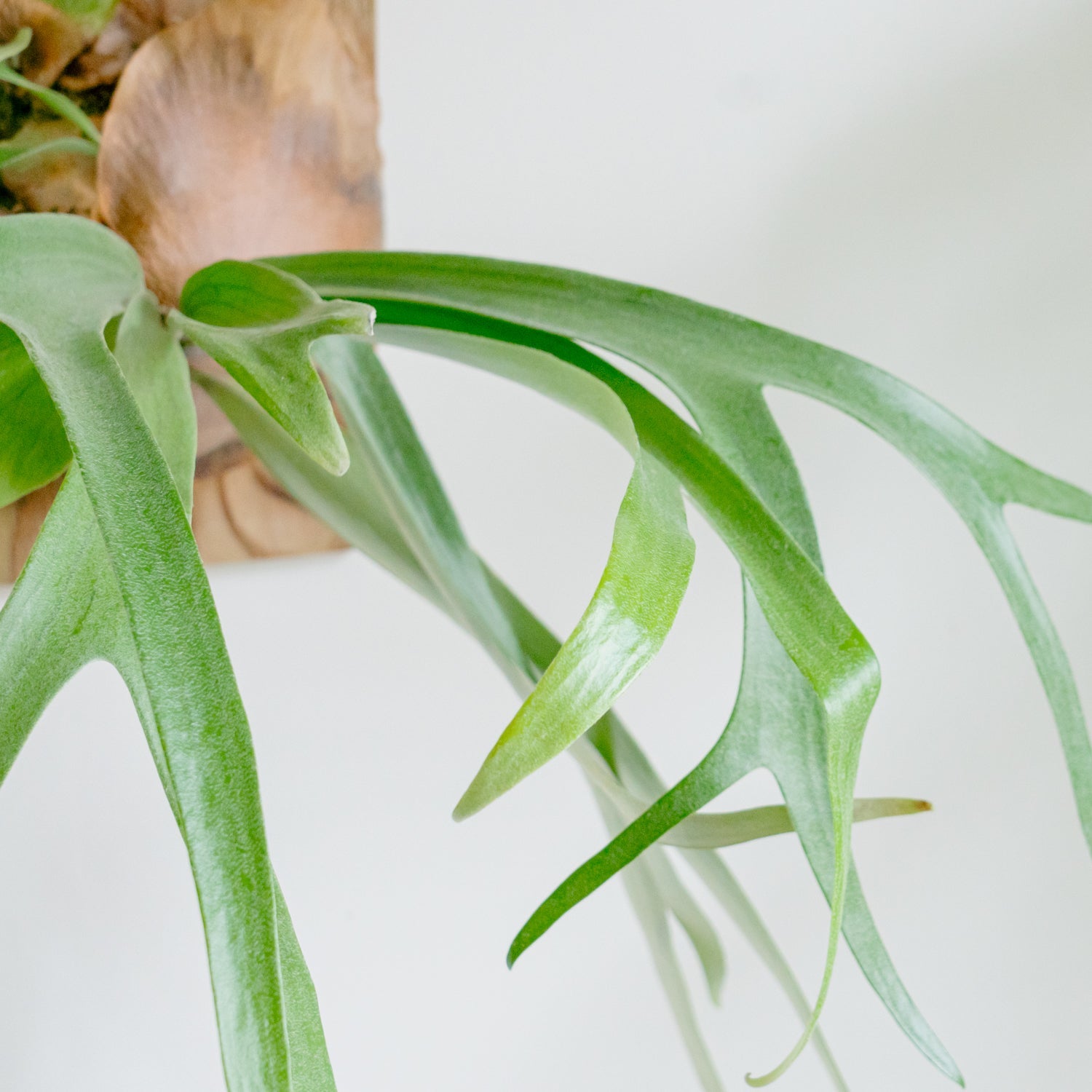 ビカクシダ サウスシーをオーダーするならFlower&Plants tette │ 「手から手へ、想いを運ぶフラワーショップ」【板橋駅徒歩4分】【熟練フローリスト夫婦が運営】【最短2営業日で発送】【24時間365日注文OK】【ギフトは3300円〜】フラワーギフトを手から手へ、想いを込めたブーケやアレンジメントで大切な人に感謝と愛情を。シーンや用途に合わせて選びやすい豊富な種