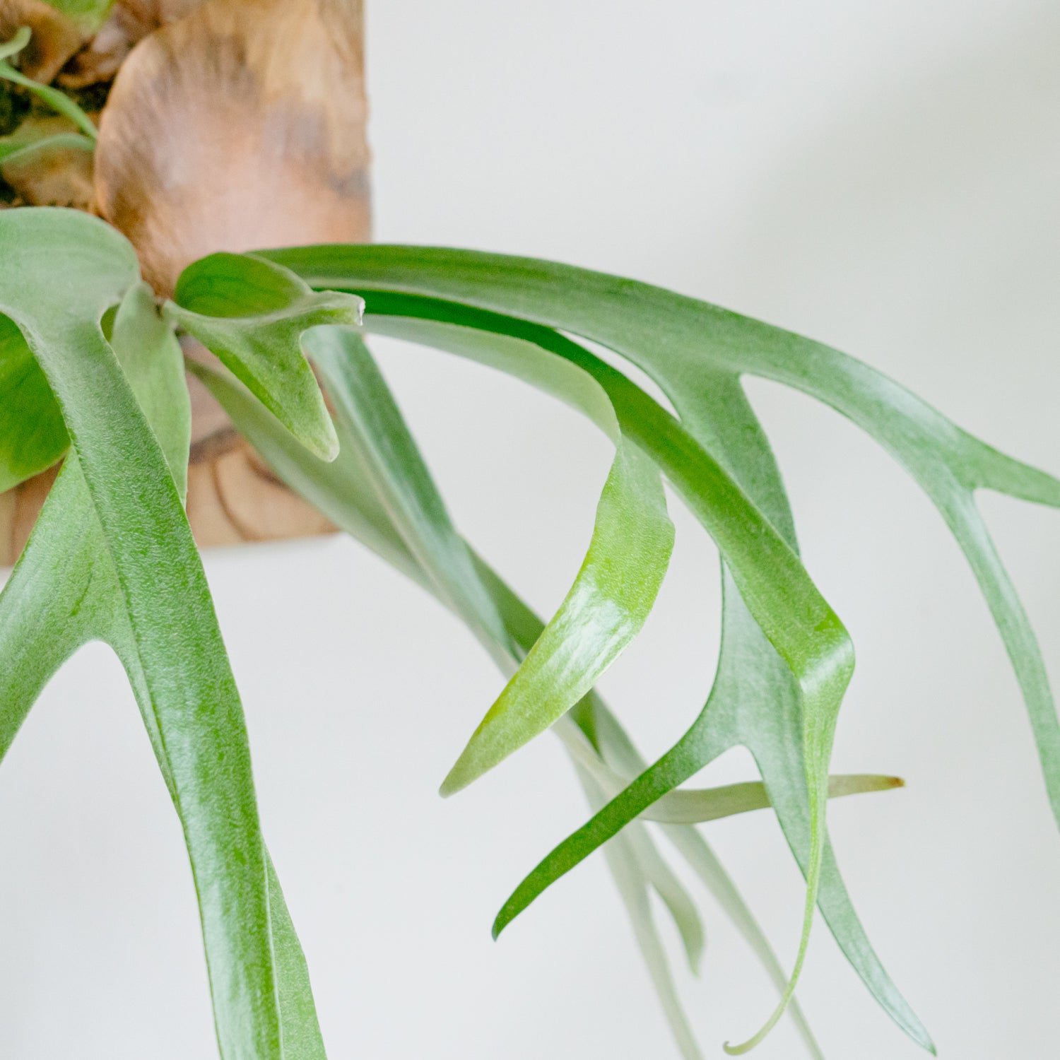 ビカクシダ サウスシーをオーダーするならFlower&Plants tette │ 「手から手へ、想いを運ぶフラワーショップ」【板橋駅徒歩4分】【熟練フローリスト夫婦が運営】【最短2営業日で発送】【24時間365日注文OK】【ギフトは3300円〜】フラワーギフトを手から手へ、想いを込めたブーケやアレンジメントで大切な人に感謝と愛情を。シーンや用途に合わせて選びやすい豊富な種