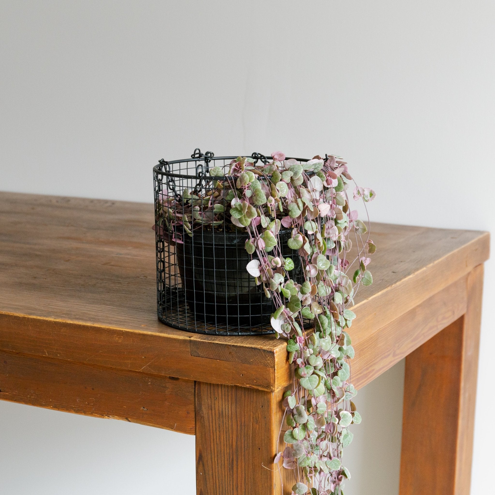 ハンキングワイヤーバスケットをオーダーするならFlower&Plants tette │ 「手から手へ、想いを運ぶフラワーショップ」【板橋駅徒歩4分】【熟練フローリスト夫婦が運営】【最短2営業日で発送】【24時間365日注文OK】【ギフトは3300円〜】フラワーギフトを手から手へ、想いを込めたブーケやアレンジメントで大切な人に感謝と愛情を。シーンや用途に合わせて選びやすい豊富な種