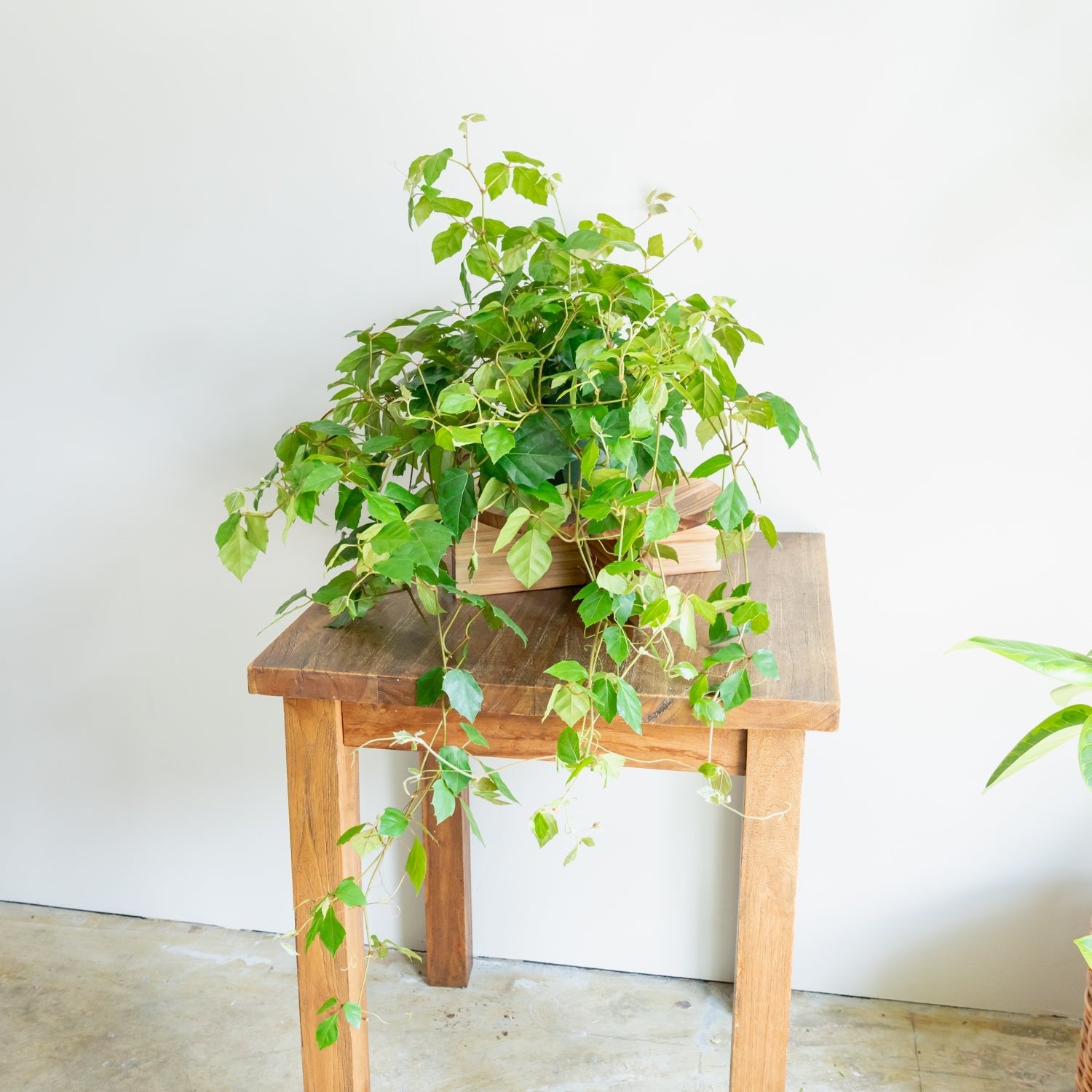 グレープアイビーをオーダーするならFlower&Plants tette │ 「手から手へ、想いを運ぶフラワーショップ」【板橋駅徒歩4分】【熟練フローリスト夫婦が運営】【最短2営業日で発送】【24時間365日注文OK】【ギフトは3300円〜】フラワーギフトを手から手へ、想いを込めたブーケやアレンジメントで大切な人に感謝と愛情を。シーンや用途に合わせて選びやすい豊富な種