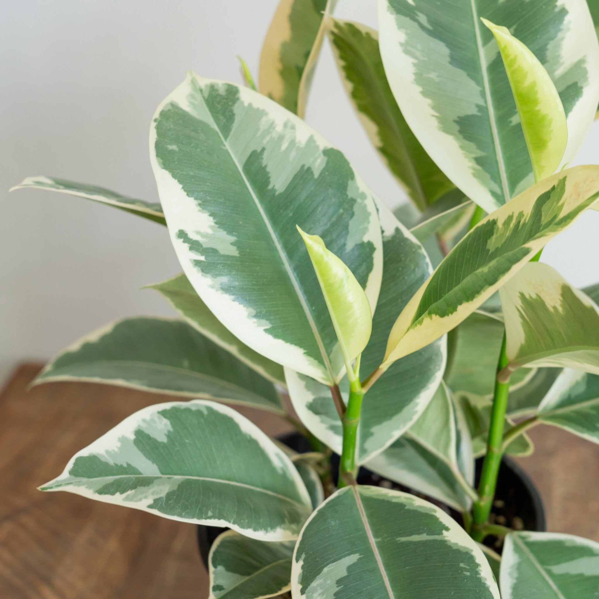 フィカス ティネケをオーダーするならFlower&Plants tette │ 「手から手へ、想いを運ぶフラワーショップ」【板橋駅徒歩4分】【熟練フローリスト夫婦が運営】【最短2営業日で発送】【24時間365日注文OK】【ギフトは3300円〜】フラワーギフトを手から手へ、想いを込めたブーケやアレンジメントで大切な人に感謝と愛情を。シーンや用途に合わせて選びやすい豊富な種