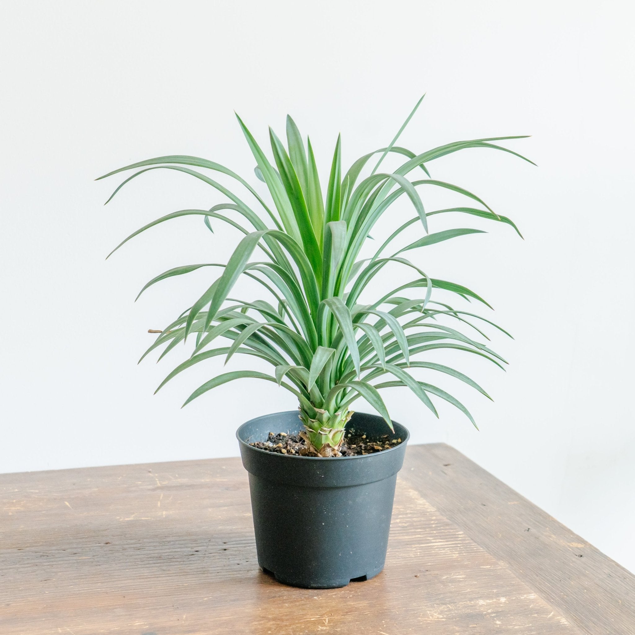 ユッカ・ディスメキアーナをオーダーするならFlower&Plants tette │ 「手から手へ、想いを運ぶフラワーショップ」【板橋駅徒歩4分】【熟練フローリスト夫婦が運営】【最短2営業日で発送】【24時間365日注文OK】【ギフトは3300円〜】フラワーギフトを手から手へ、想いを込めたブーケやアレンジメントで大切な人に感謝と愛情を。シーンや用途に合わせて選びやすい豊富な種