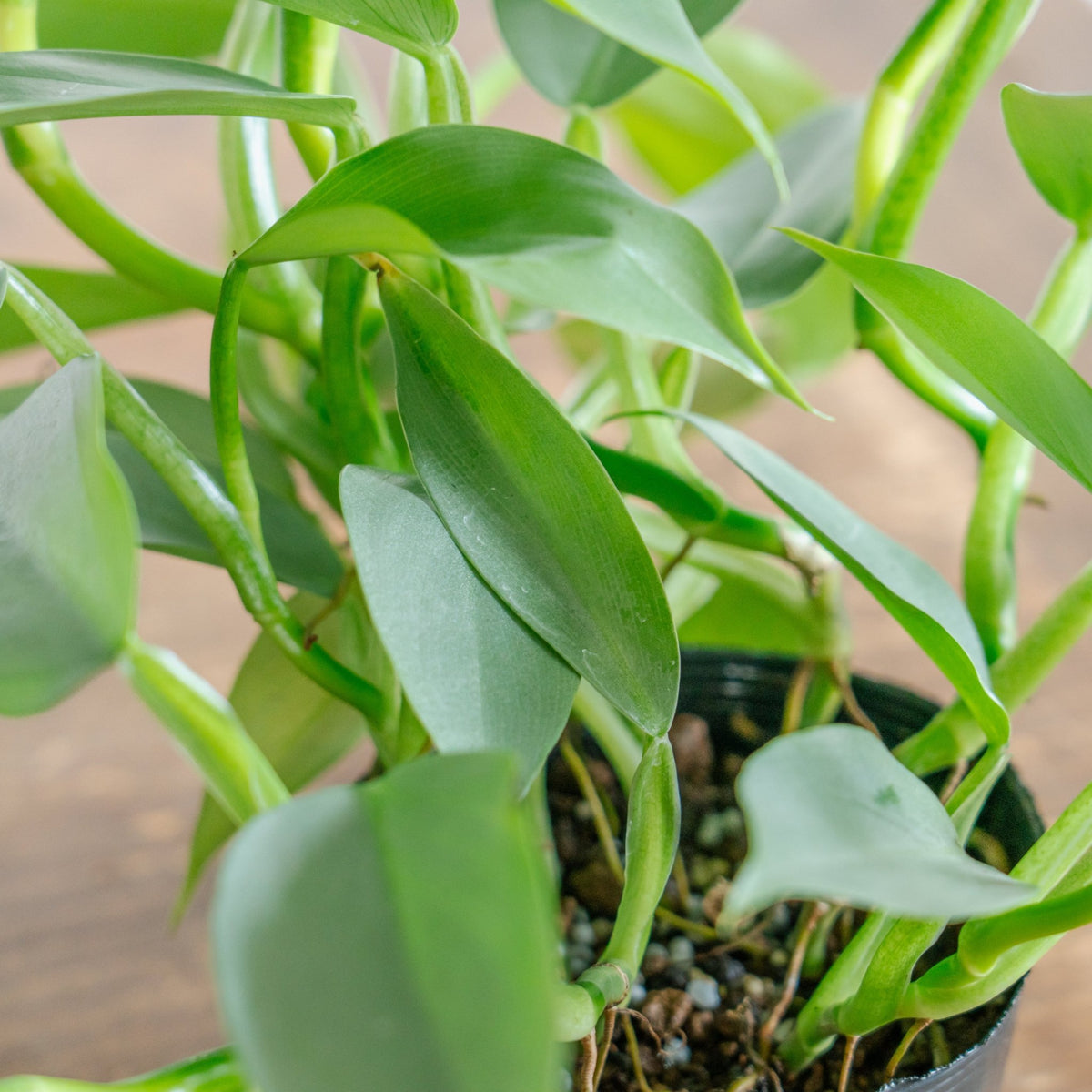 フィロデンドロン シルバーメタルをオーダーするならFlower&Plants tette │ 「手から手へ、想いを運ぶフラワーショップ」【板橋駅徒歩4分】【熟練フローリスト夫婦が運営】【最短2営業日で発送】【24時間365日注文OK】【ギフトは3300円〜】フラワーギフトを手から手へ、想いを込めたブーケやアレンジメントで大切な人に感謝と愛情を。シーンや用途に合わせて選びやすい豊富な種