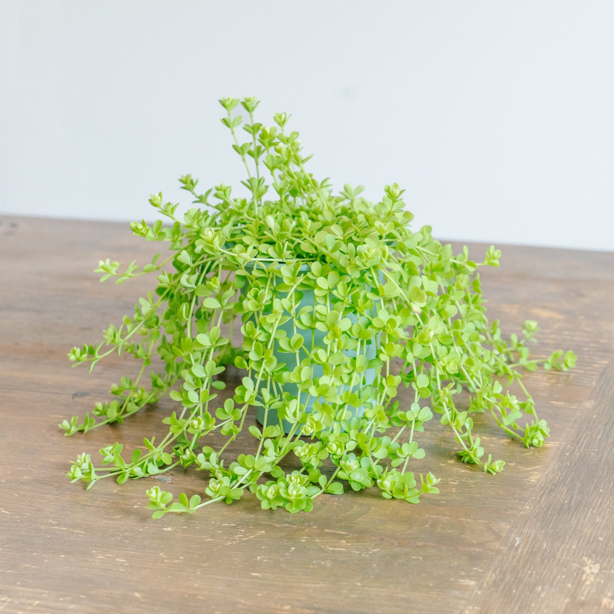 ペペロミア デビーナをオーダーするならFlower&Plants tette │ 「手から手へ、想いを運ぶフラワーショップ」【板橋駅徒歩4分】【熟練フローリスト夫婦が運営】【最短2営業日で発送】【24時間365日注文OK】【ギフトは3300円〜】フラワーギフトを手から手へ、想いを込めたブーケやアレンジメントで大切な人に感謝と愛情を。シーンや用途に合わせて選びやすい豊富な種