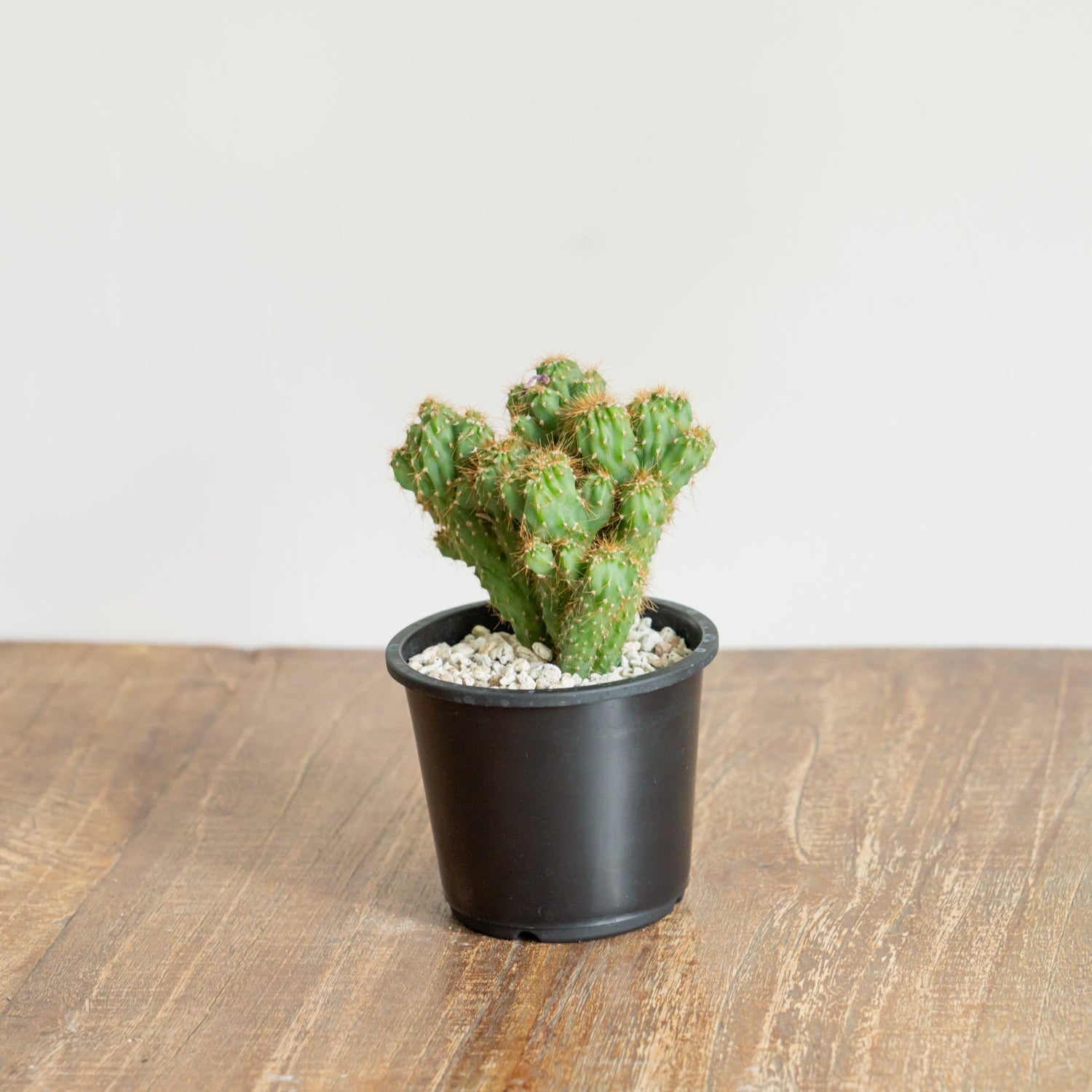 サボテン 金獅子をオーダーするならFlower&Plants tette │ 「手から手へ、想いを運ぶフラワーショップ」【板橋駅徒歩4分】【熟練フローリスト夫婦が運営】【最短2営業日で発送】【24時間365日注文OK】【ギフトは3300円〜】フラワーギフトを手から手へ、想いを込めたブーケやアレンジメントで大切な人に感謝と愛情を。シーンや用途に合わせて選びやすい豊富な種