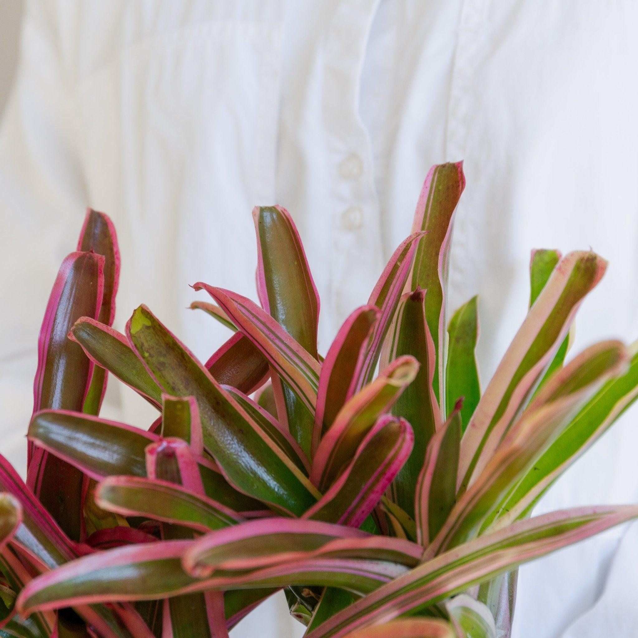 ネオレゲリア・ファイアーボールをオーダーするならFlower&Plants tette │ 「手から手へ、想いを運ぶフラワーショップ」【板橋駅徒歩4分】【熟練フローリスト夫婦が運営】【最短2営業日で発送】【24時間365日注文OK】【ギフトは3300円〜】フラワーギフトを手から手へ、想いを込めたブーケやアレンジメントで大切な人に感謝と愛情を。シーンや用途に合わせて選びやすい豊富な種