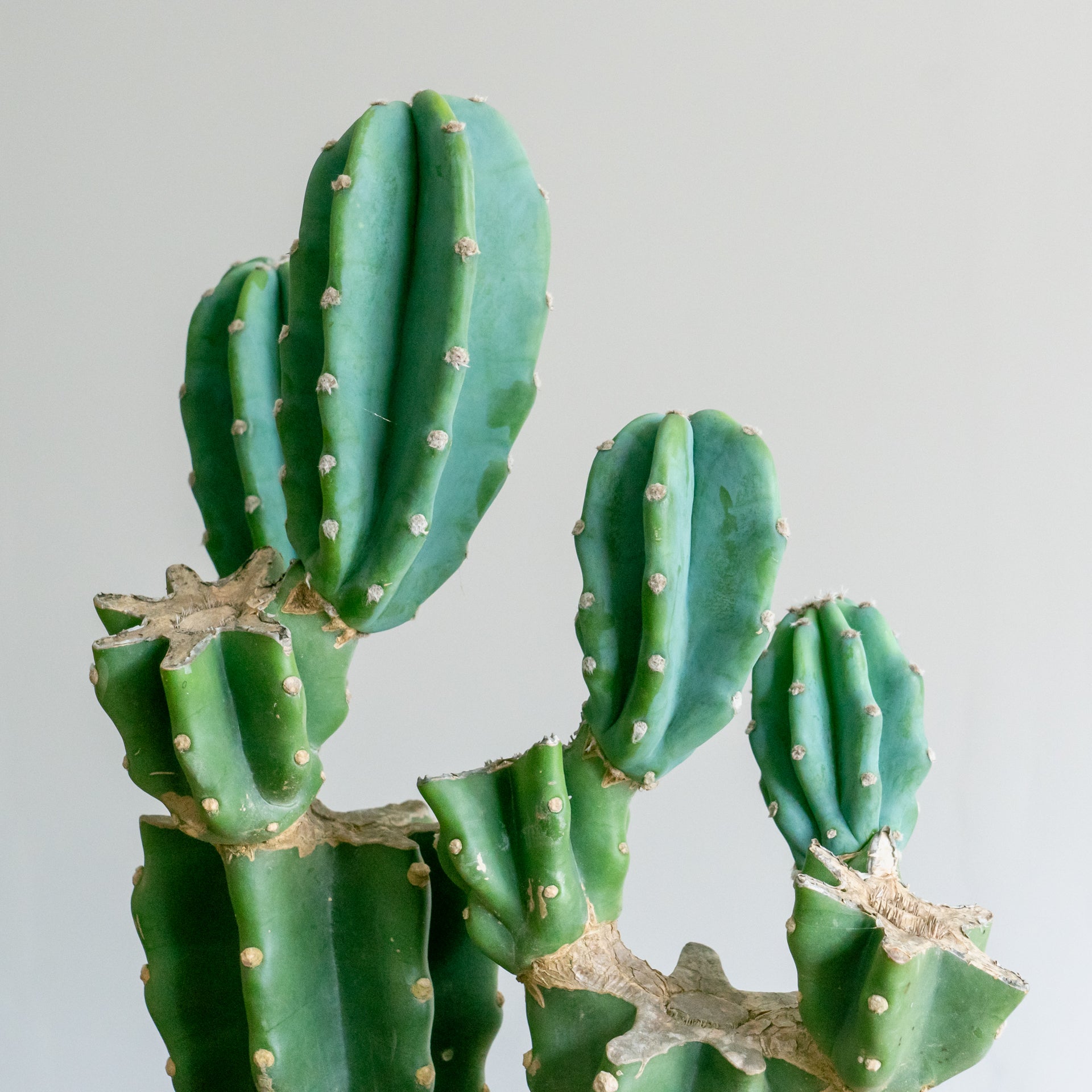 柱サボテンをオーダーするならFlower&Plants tette │ 「手から手へ、想いを運ぶフラワーショップ」【板橋駅徒歩4分】【熟練フローリスト夫婦が運営】【最短2営業日で発送】【24時間365日注文OK】【ギフトは3300円〜】フラワーギフトを手から手へ、想いを込めたブーケやアレンジメントで大切な人に感謝と愛情を。シーンや用途に合わせて選びやすい豊富な種