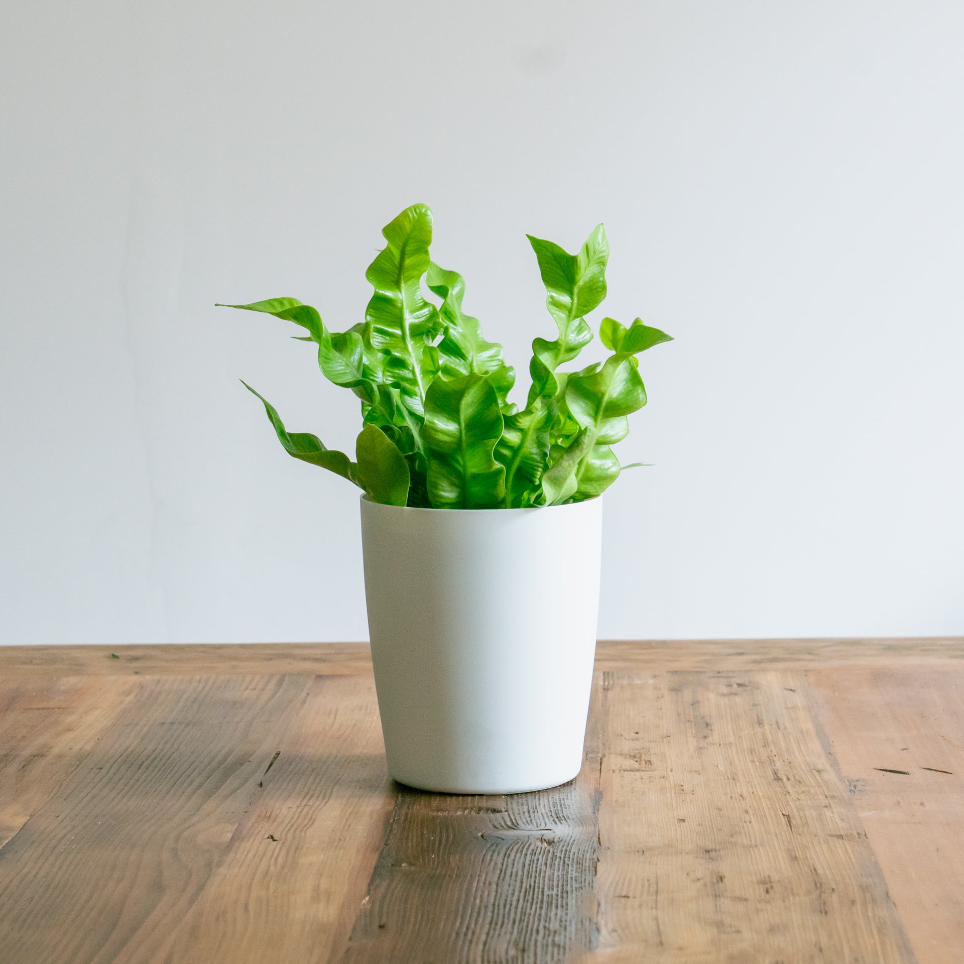 父の日ギフト用 観葉植物をオーダーするならFlower&Plants tette │ 「手から手へ、想いを運ぶフラワーショップ」【板橋駅徒歩4分】【熟練フローリスト夫婦が運営】【最短2営業日で発送】【24時間365日注文OK】【ギフトは3300円〜】フラワーギフトを手から手へ、想いを込めたブーケやアレンジメントで大切な人に感謝と愛情を。シーンや用途に合わせて選びやすい豊富な種