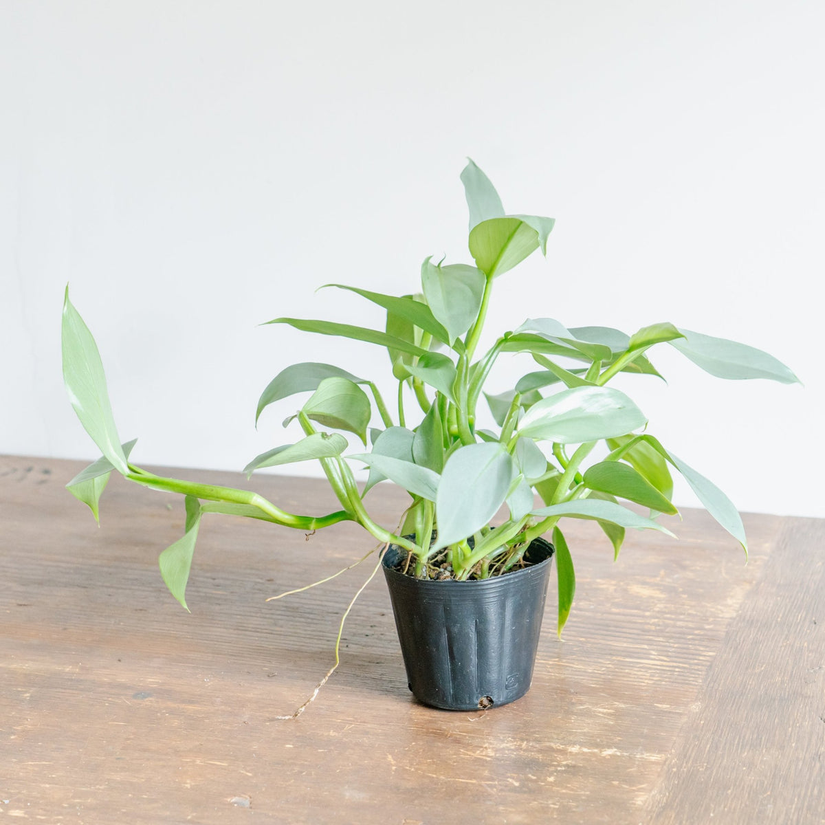 フィロデンドロン シルバーメタルをオーダーするならFlower&Plants tette │ 「手から手へ、想いを運ぶフラワーショップ」【板橋駅徒歩4分】【熟練フローリスト夫婦が運営】【最短2営業日で発送】【24時間365日注文OK】【ギフトは3300円〜】フラワーギフトを手から手へ、想いを込めたブーケやアレンジメントで大切な人に感謝と愛情を。シーンや用途に合わせて選びやすい豊富な種