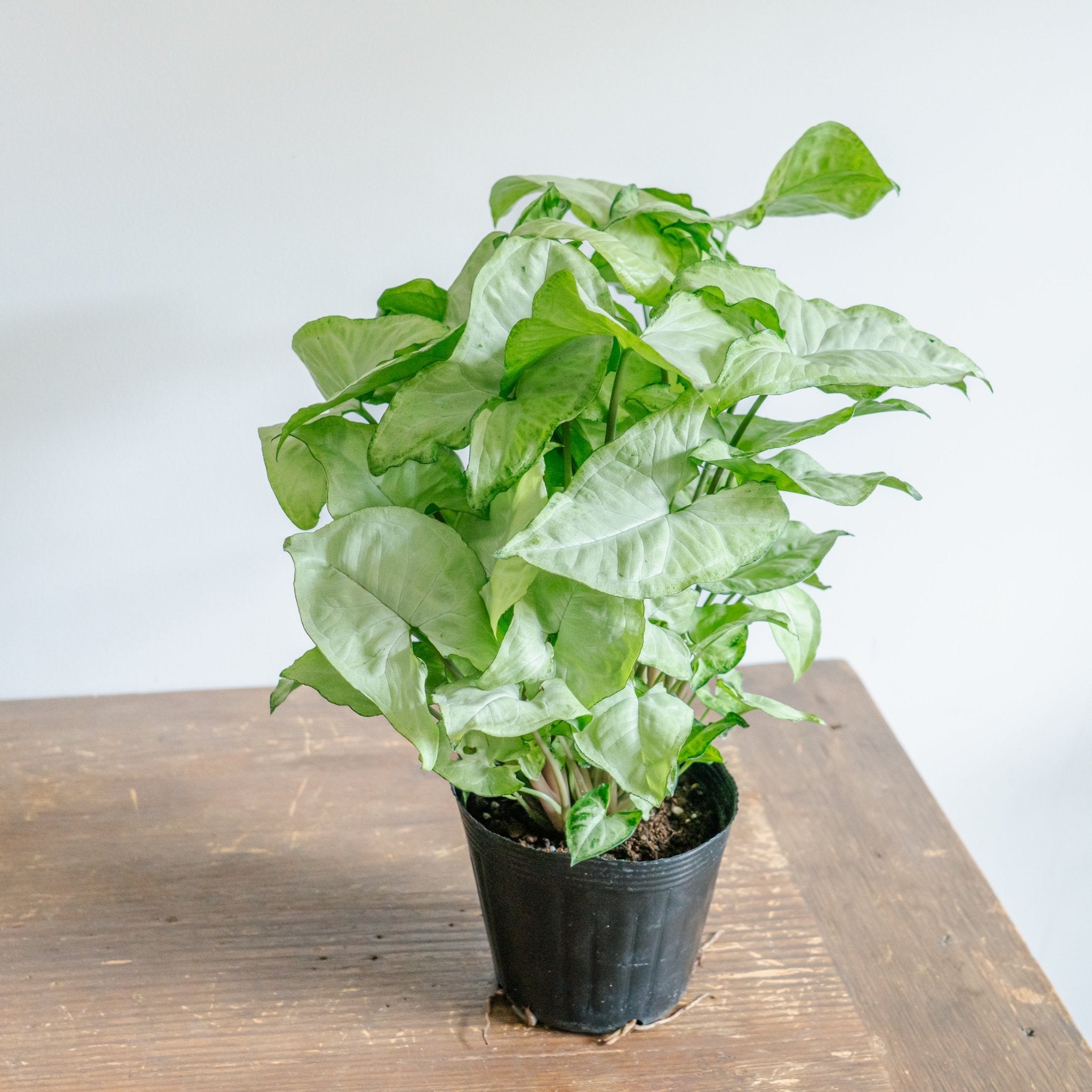 シンゴジウムをオーダーするならFlower&Plants tette │ 「手から手へ、想いを運ぶフラワーショップ」【板橋駅徒歩4分】【熟練フローリスト夫婦が運営】【最短2営業日で発送】【24時間365日注文OK】【ギフトは3300円〜】フラワーギフトを手から手へ、想いを込めたブーケやアレンジメントで大切な人に感謝と愛情を。シーンや用途に合わせて選びやすい豊富な種