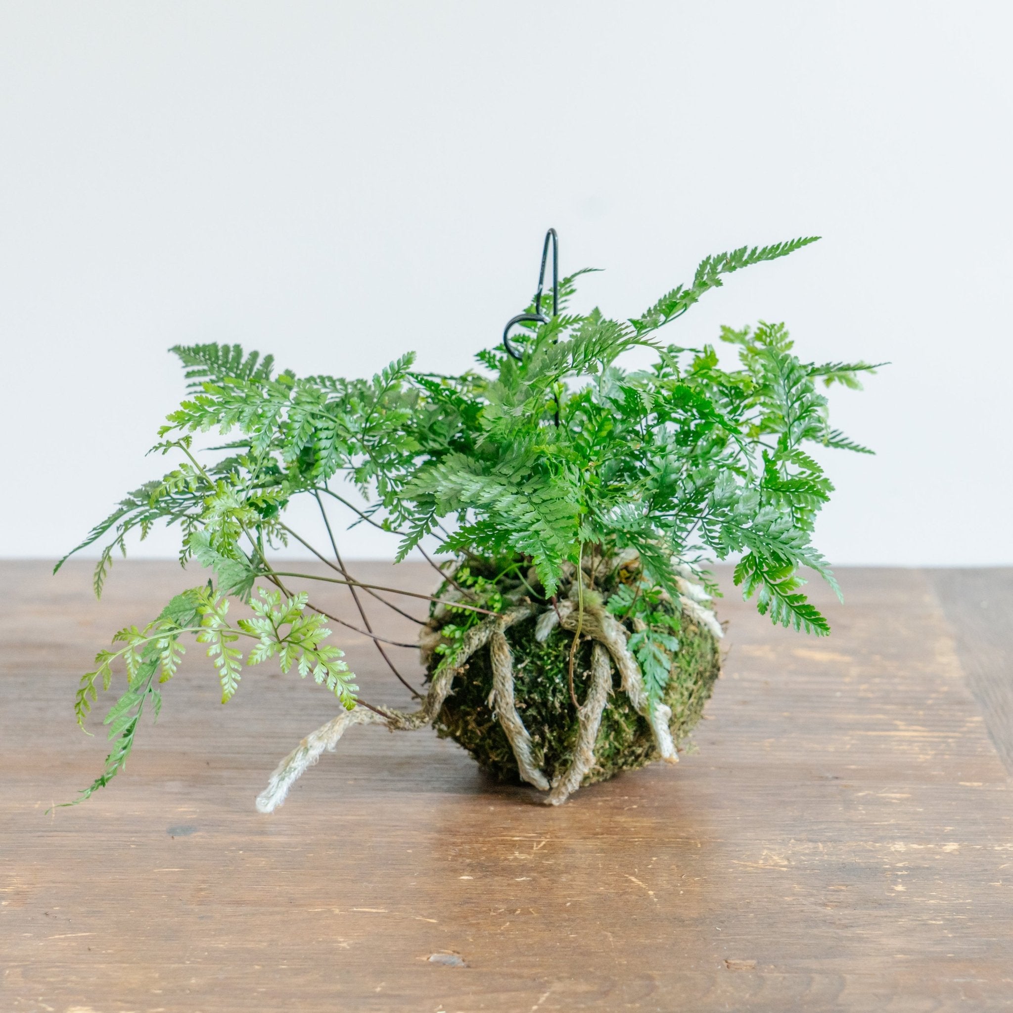 トキワシノブ苔玉をオーダーするならFlower&Plants tette │ 「手から手へ、想いを運ぶフラワーショップ」【板橋駅徒歩4分】【熟練フローリスト夫婦が運営】【最短2営業日で発送】【24時間365日注文OK】【ギフトは3300円〜】フラワーギフトを手から手へ、想いを込めたブーケやアレンジメントで大切な人に感謝と愛情を。シーンや用途に合わせて選びやすい豊富な種