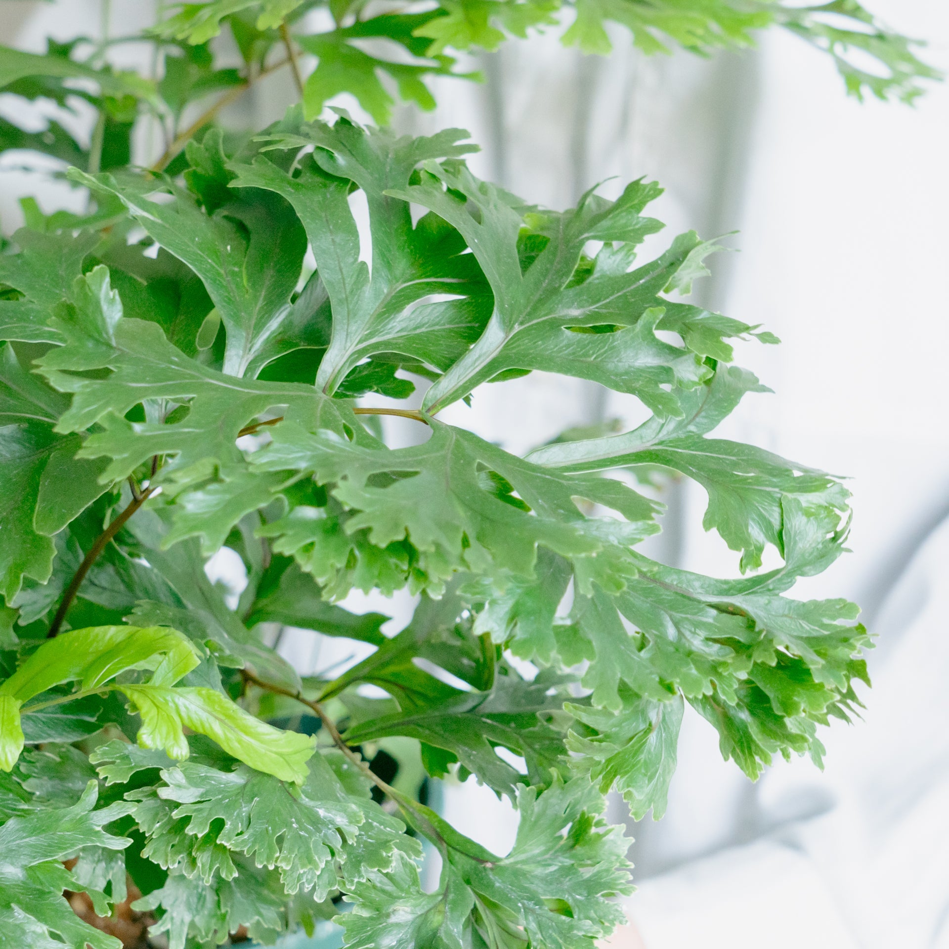 フレポディウム ファラックスをオーダーするならFlower&Plants tette │ 「手から手へ、想いを運ぶフラワーショップ」【板橋駅徒歩4分】【熟練フローリスト夫婦が運営】【最短2営業日で発送】【24時間365日注文OK】【ギフトは3300円〜】フラワーギフトを手から手へ、想いを込めたブーケやアレンジメントで大切な人に感謝と愛情を。シーンや用途に合わせて選びやすい豊富な種