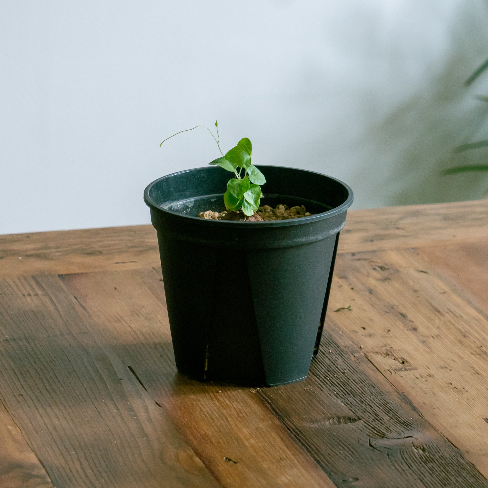 亀甲竜をオーダーするならFlower&Plants tette │ 「手から手へ、想いを運ぶフラワーショップ」【板橋駅徒歩4分】【熟練フローリスト夫婦が運営】【最短2営業日で発送】【24時間365日注文OK】【ギフトは3300円〜】フラワーギフトを手から手へ、想いを込めたブーケやアレンジメントで大切な人に感謝と愛情を。シーンや用途に合わせて選びやすい豊富な種