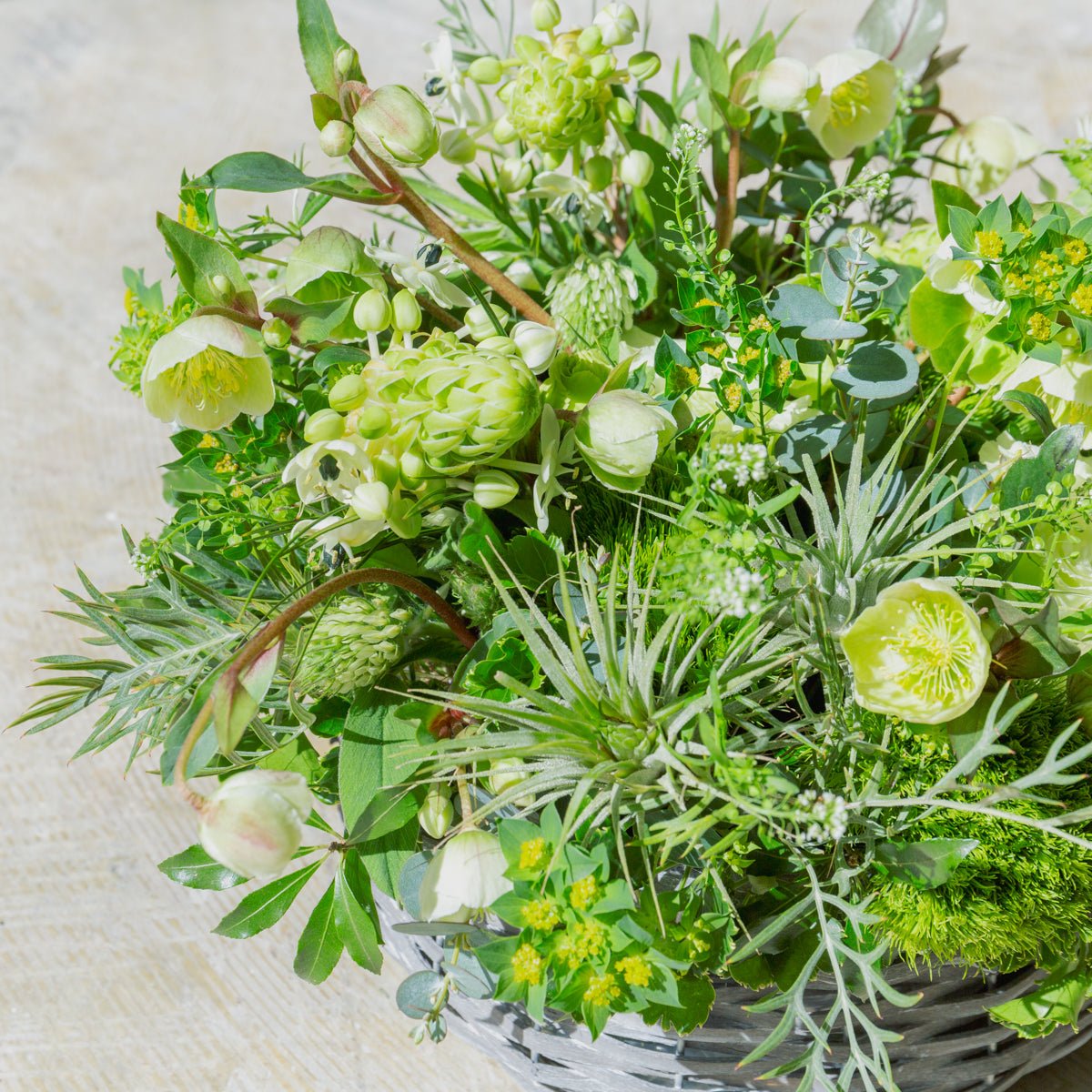 クリスマスローズのギフトをオーダーするならFlower&Plants tette │ 「手から手へ、想いを運ぶフラワーショップ」【板橋駅徒歩4分】【熟練フローリスト夫婦が運営】【最短2営業日で発送】【24時間365日注文OK】【ギフトは3300円〜】フラワーギフトを手から手へ、想いを込めたブーケやアレンジメントで大切な人に感謝と愛情を。シーンや用途に合わせて選びやすい豊富な種