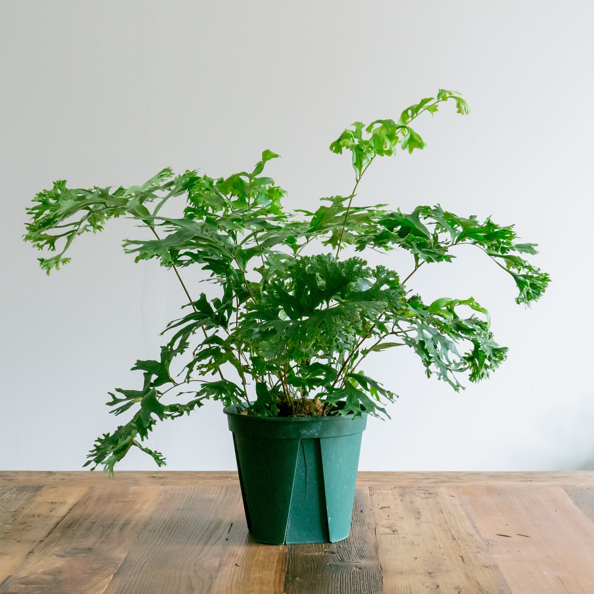 父の日ギフト用 観葉植物をオーダーするならFlower&Plants tette │ 「手から手へ、想いを運ぶフラワーショップ」【板橋駅徒歩4分】【熟練フローリスト夫婦が運営】【最短2営業日で発送】【24時間365日注文OK】【ギフトは3300円〜】フラワーギフトを手から手へ、想いを込めたブーケやアレンジメントで大切な人に感謝と愛情を。シーンや用途に合わせて選びやすい豊富な種