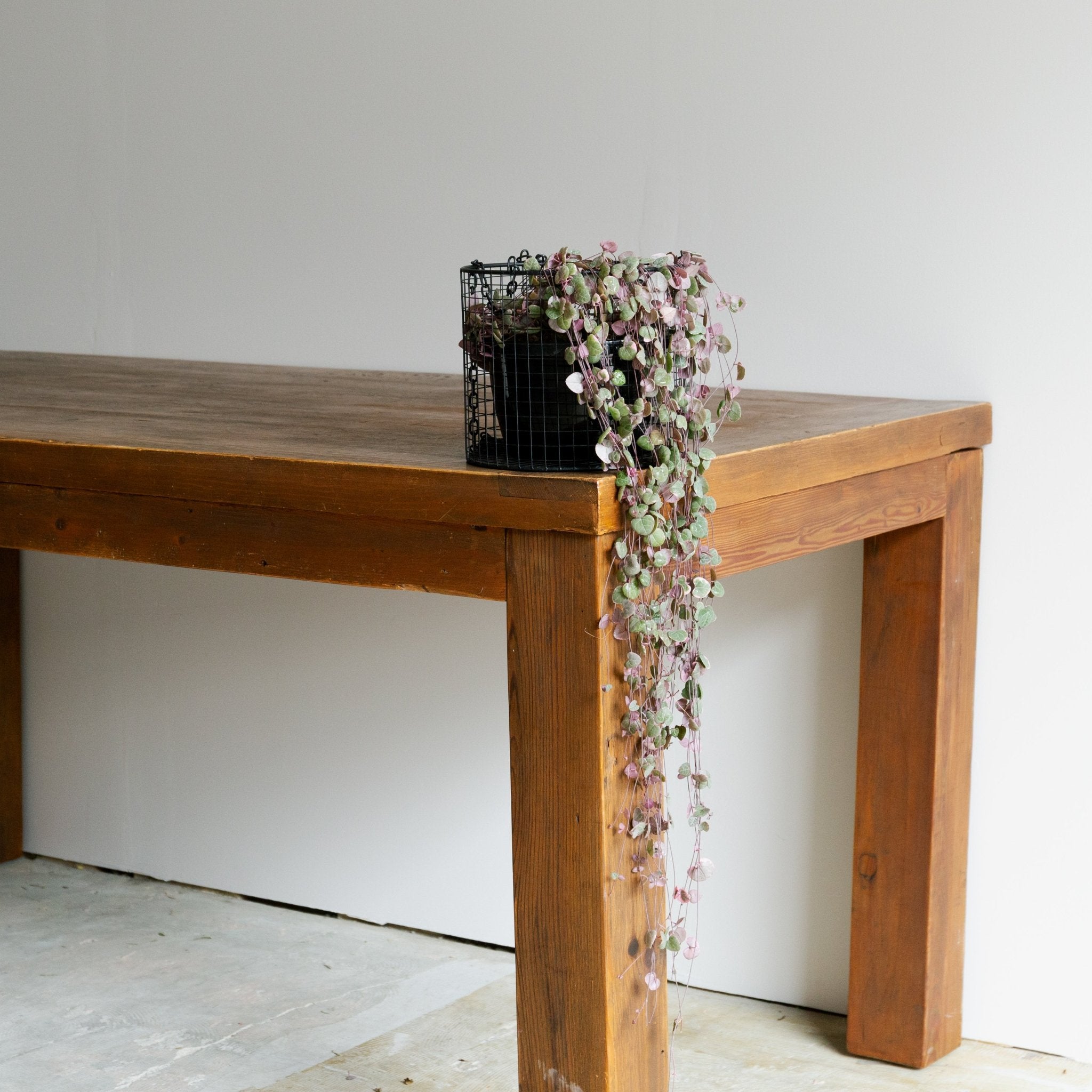 ハンキングワイヤーバスケットをオーダーするならFlower&Plants tette │ 「手から手へ、想いを運ぶフラワーショップ」【板橋駅徒歩4分】【熟練フローリスト夫婦が運営】【最短2営業日で発送】【24時間365日注文OK】【ギフトは3300円〜】フラワーギフトを手から手へ、想いを込めたブーケやアレンジメントで大切な人に感謝と愛情を。シーンや用途に合わせて選びやすい豊富な種